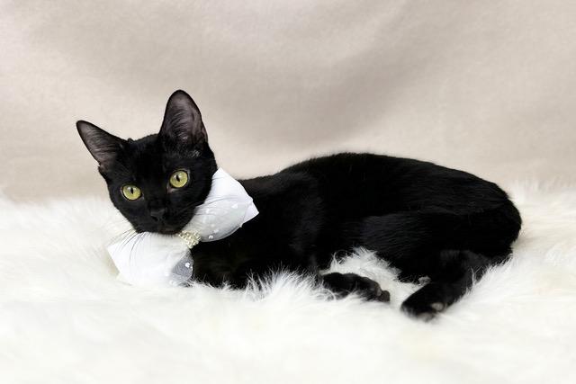 Tia, ADOPTABLE, Young Female Domestic Short Hair.
