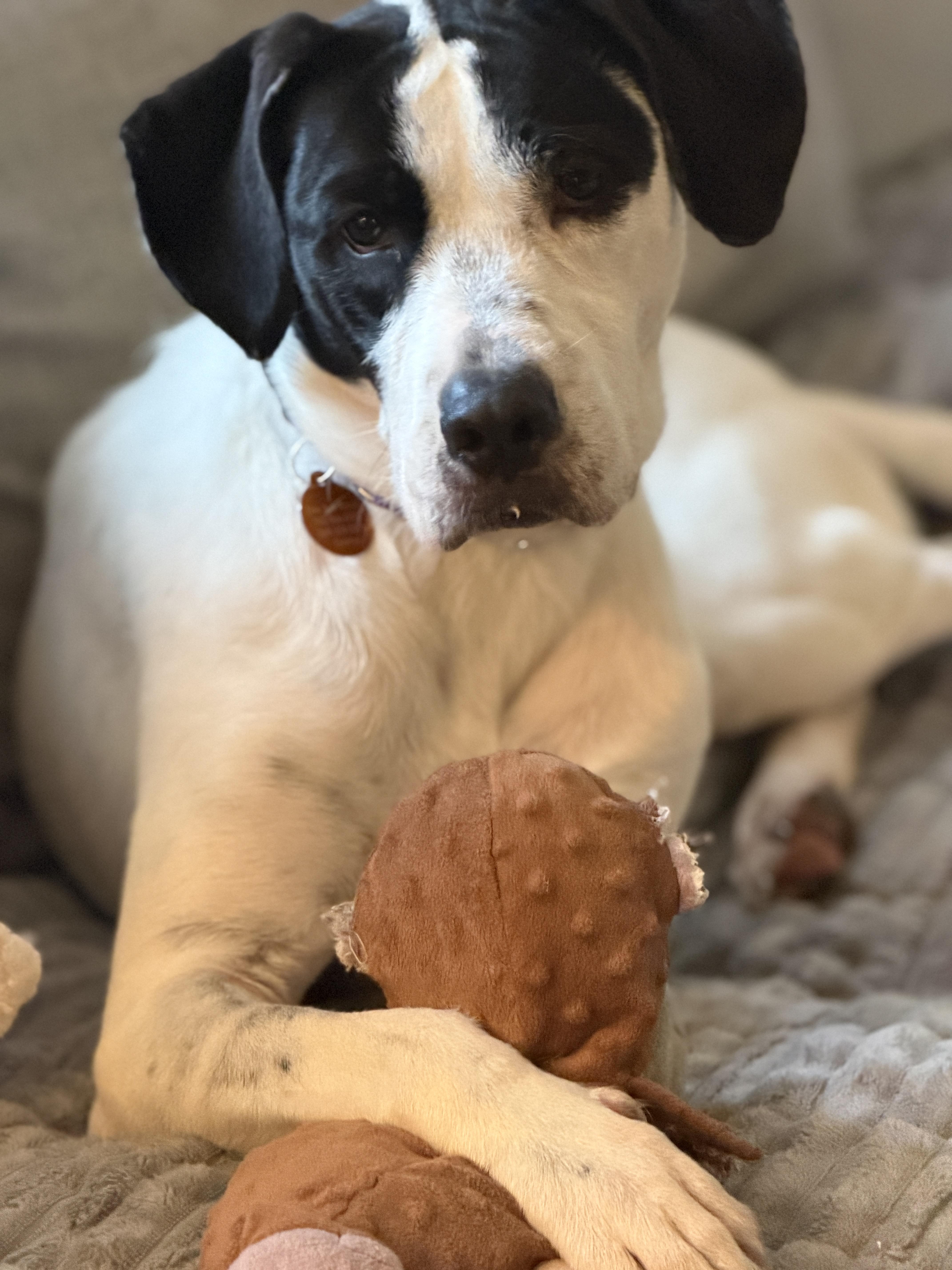 Enlarge Snoopy, a Adopted mixed breed in Chatham, NJ image 2/6