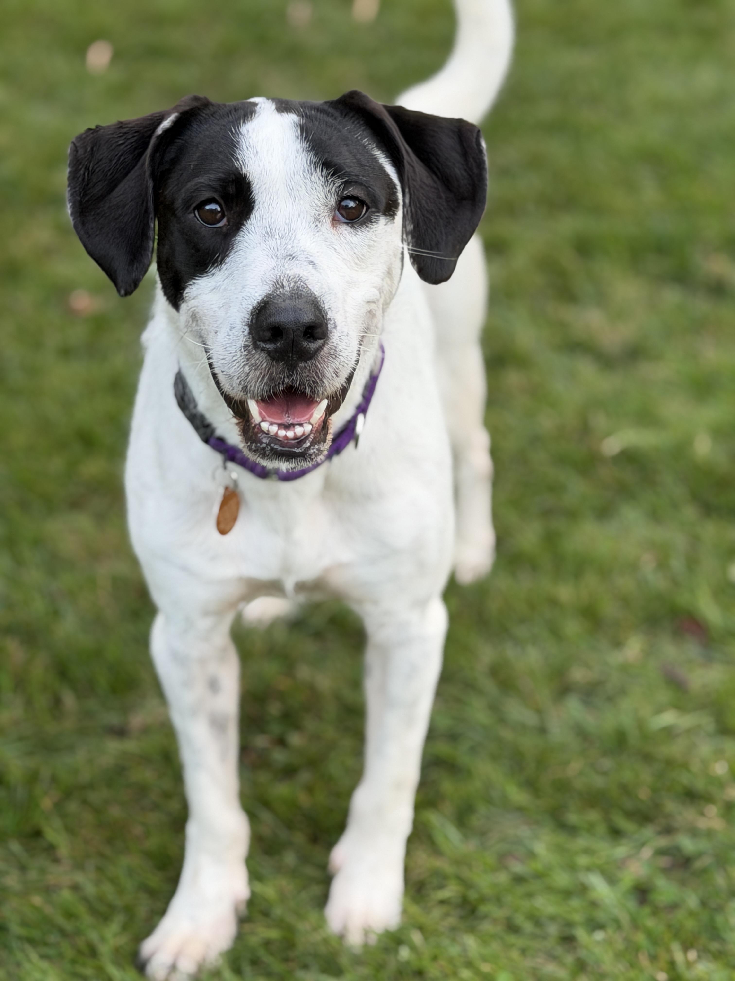 Snoopy, Adopted, Young Male German Wirehaired Pointer & Labrador Retriever.