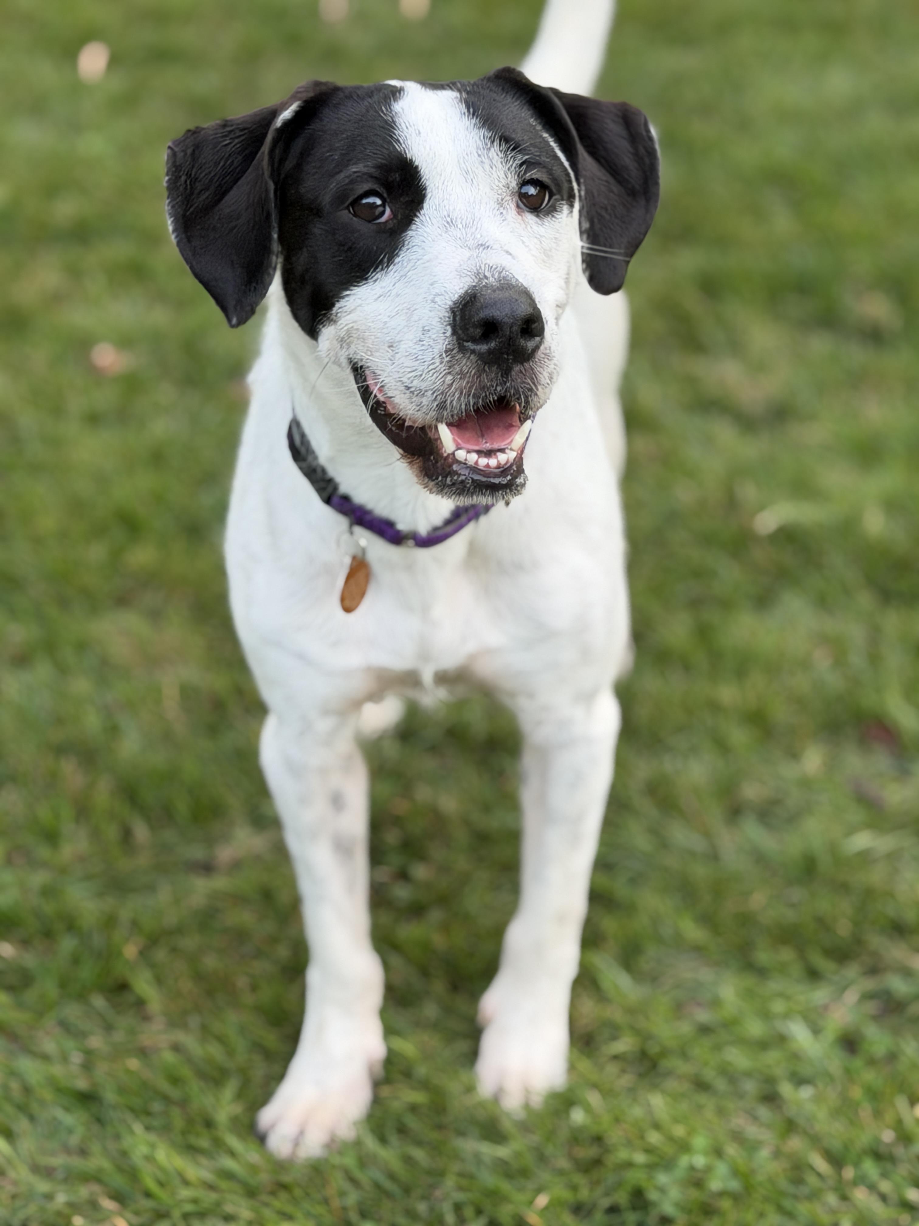 Enlarge Snoopy, a Adopted mixed breed in Chatham, NJ image 3/6