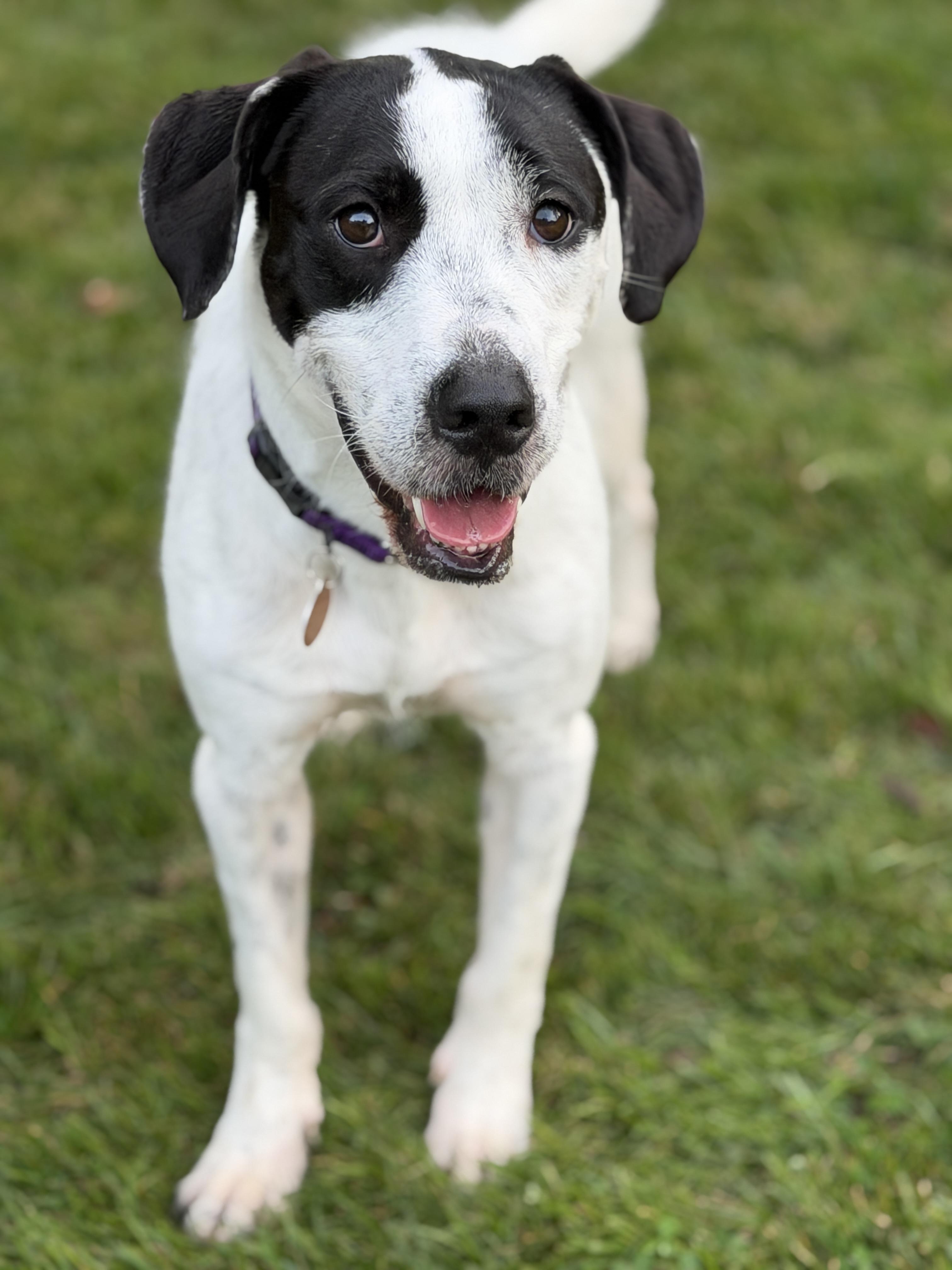 Enlarge Snoopy, a Adopted mixed breed in Chatham, NJ image 4/6