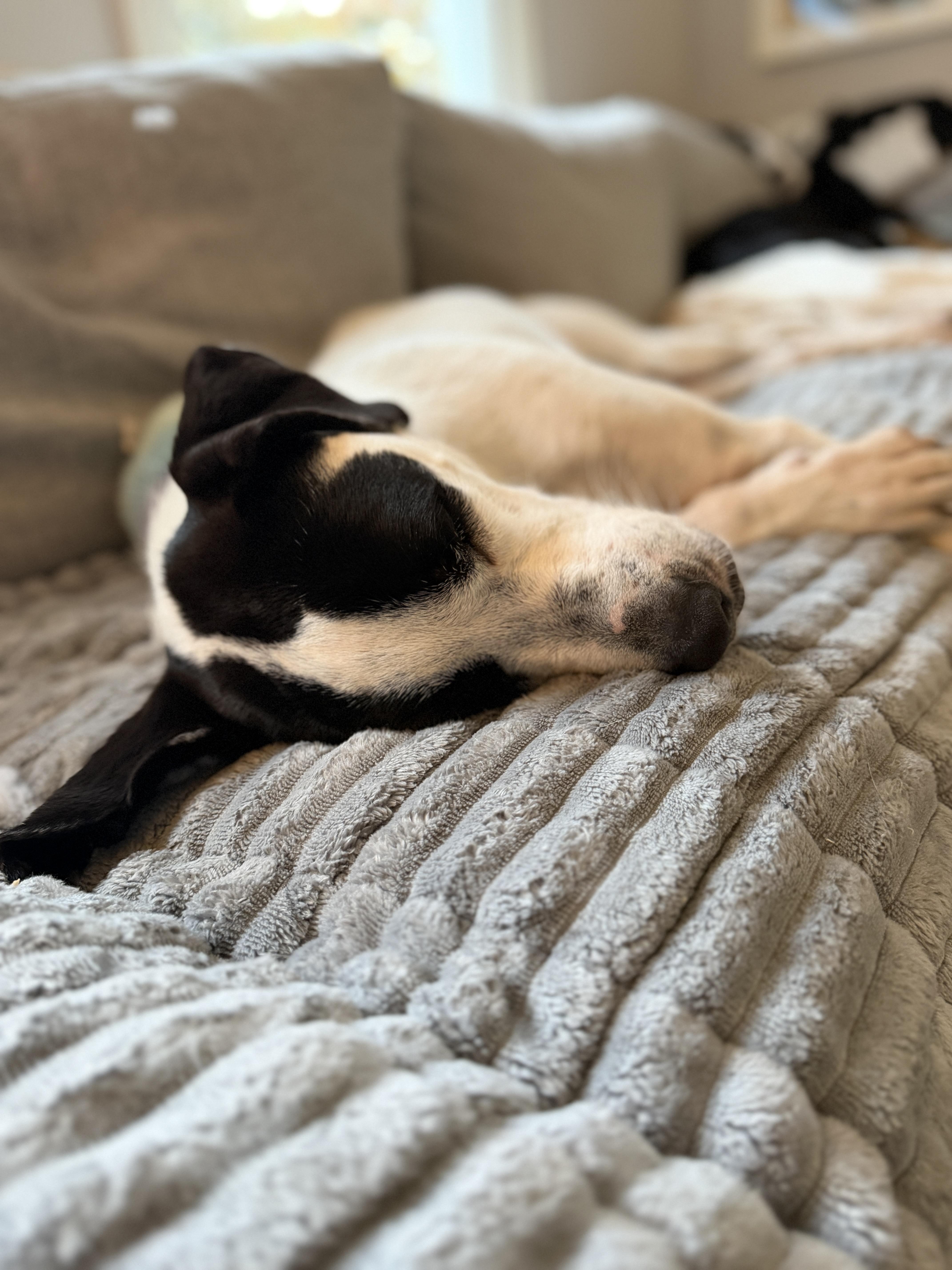 Enlarge Snoopy, a Adopted mixed breed in Chatham, NJ image 5/6