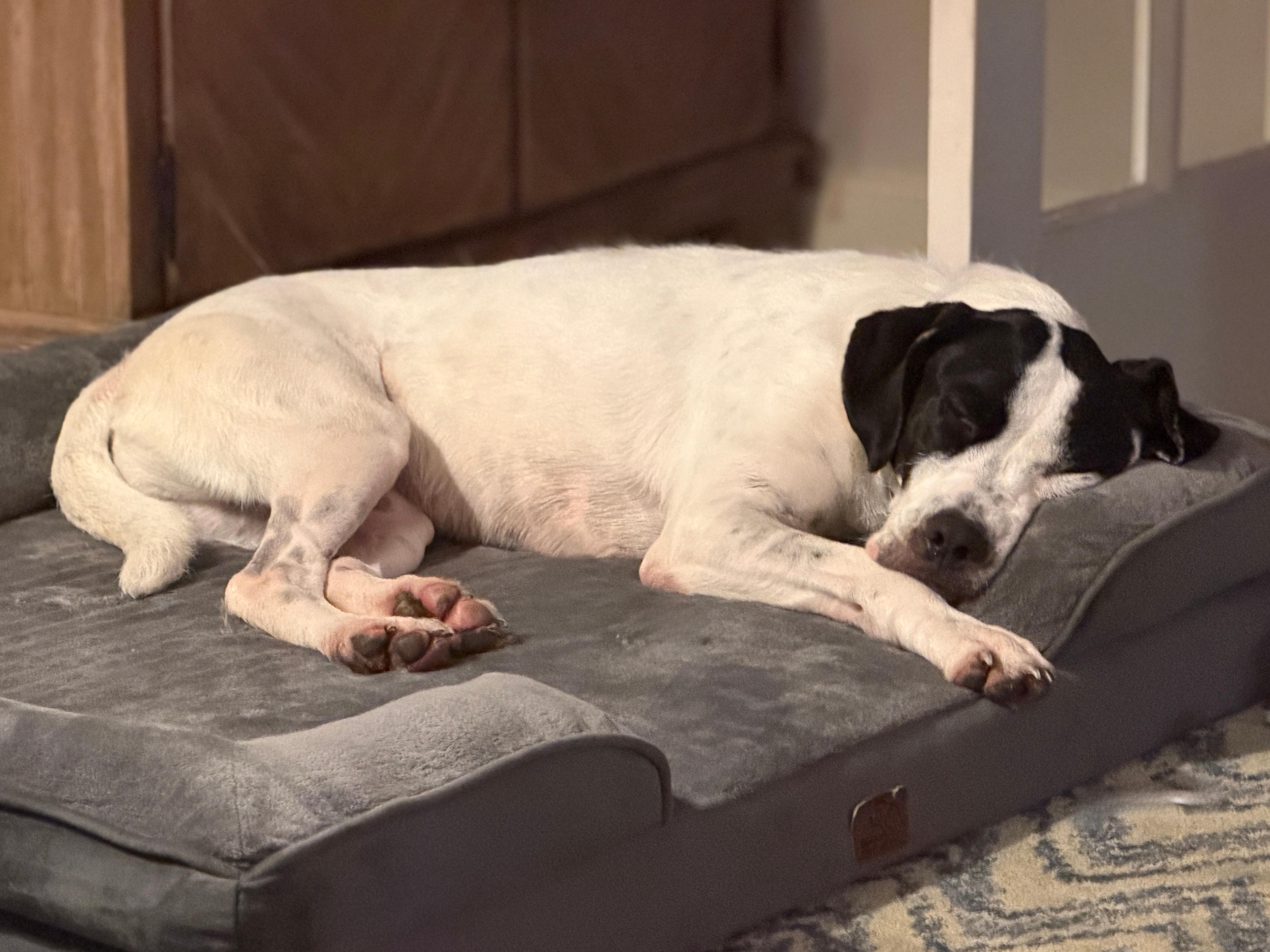 Enlarge Snoopy, a Adopted mixed breed in Chatham, NJ image 6/6