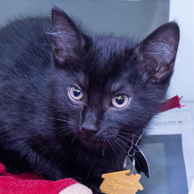 SHADE, Adoptable, Kitten Female Domestic Short Hair.