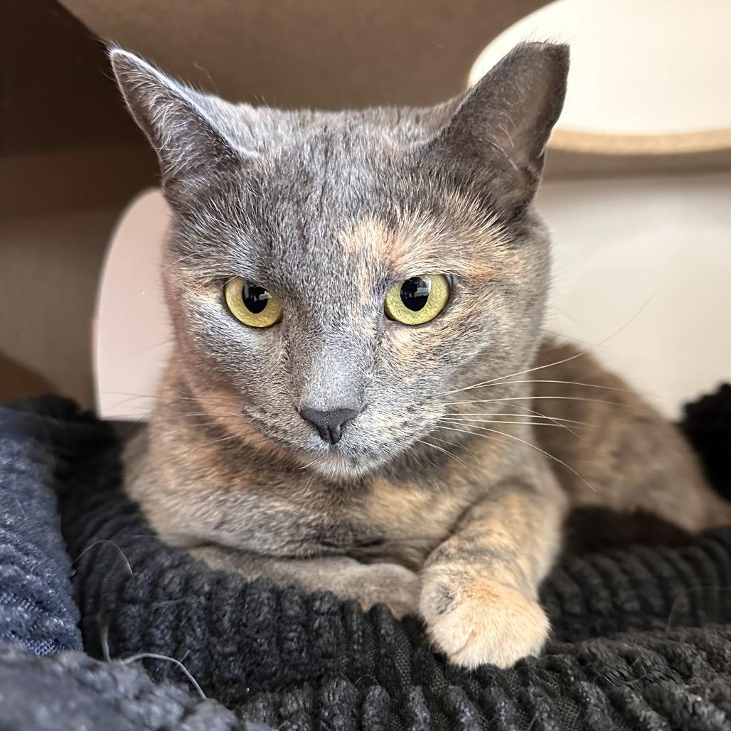 Sun Catcher, a Adoptable Domestic Short Hair in Park City, UT image 1/4