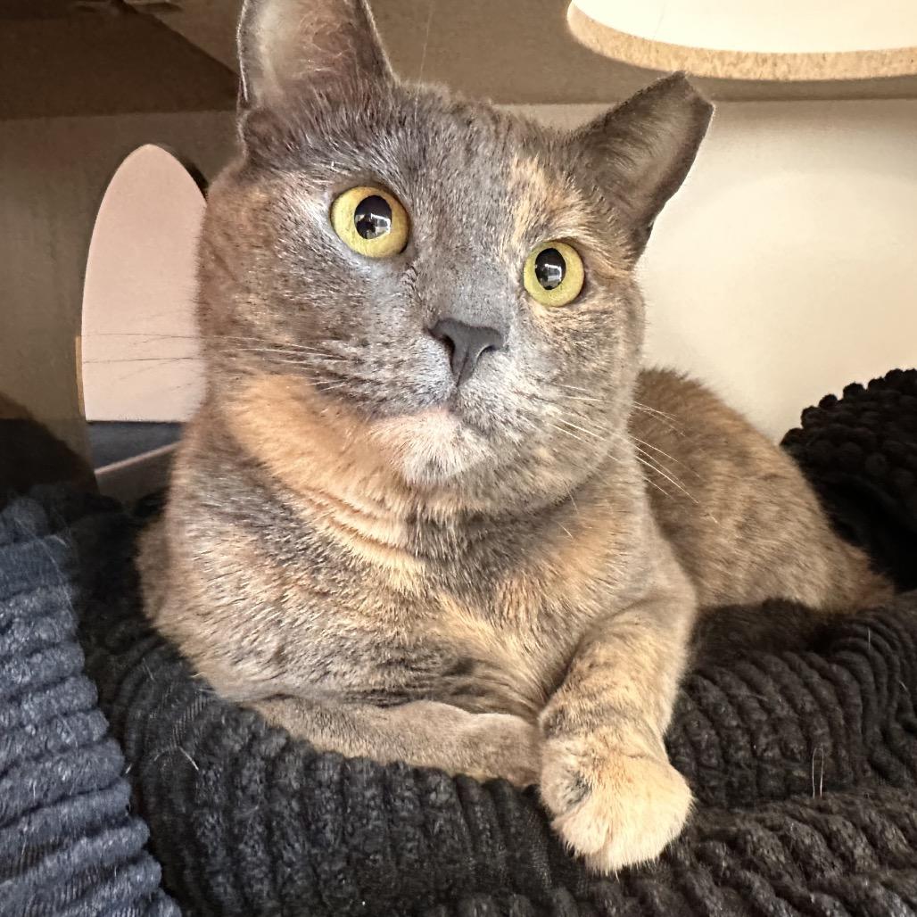 Sun Catcher, a Adoptable Domestic Short Hair in Park City, UT image 2/4
