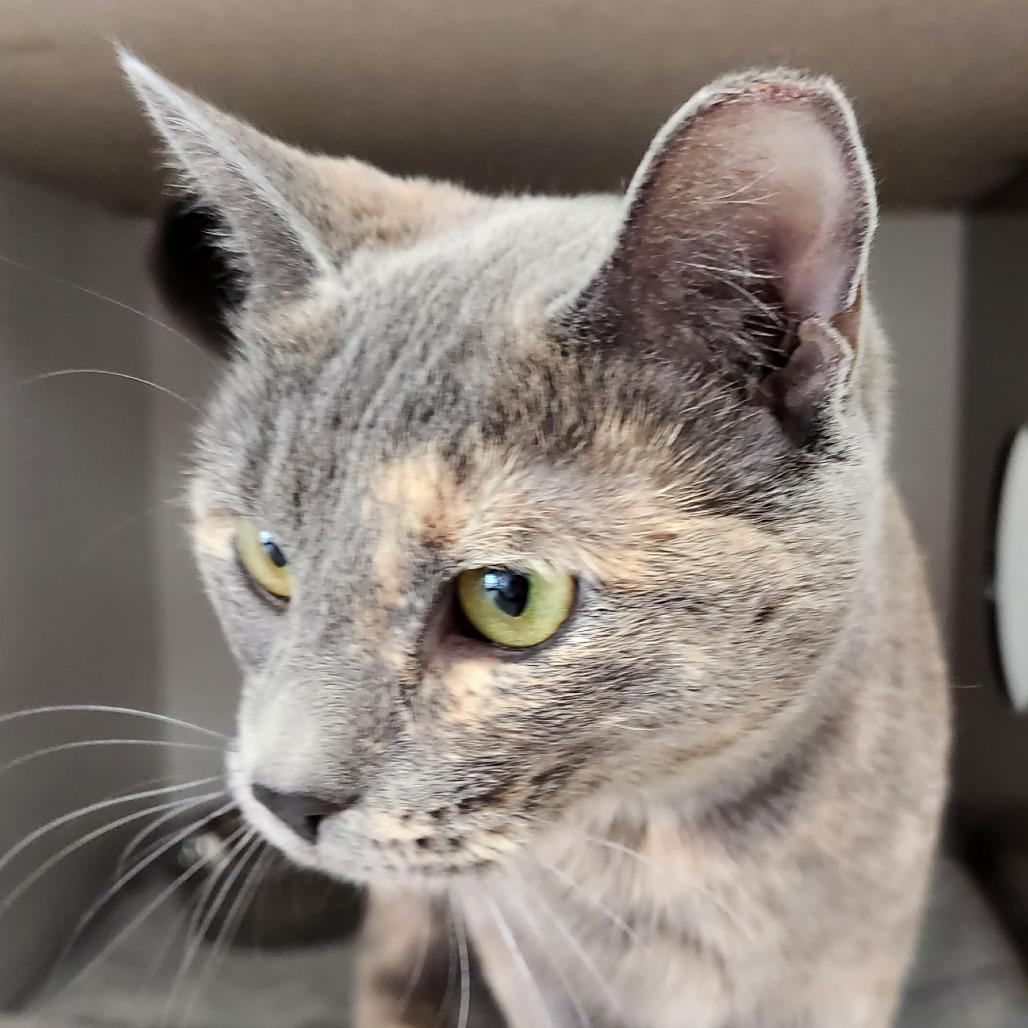 Sun Catcher, a Adoptable Domestic Short Hair in Park City, UT image 3/4