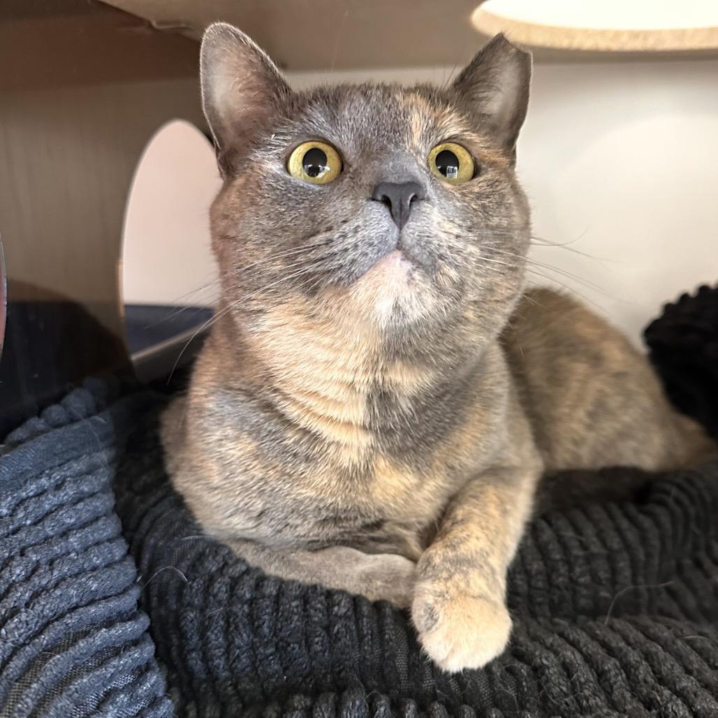 Sun Catcher, a Adoptable Domestic Short Hair in Park City, UT image 4/4