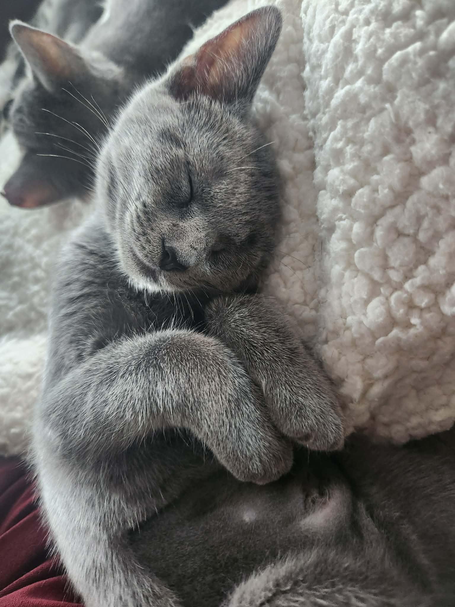 Enlarge Remy and Rosita are waiting for you, a Adoptable Russian Blue in Charlotte, NC image 4/6