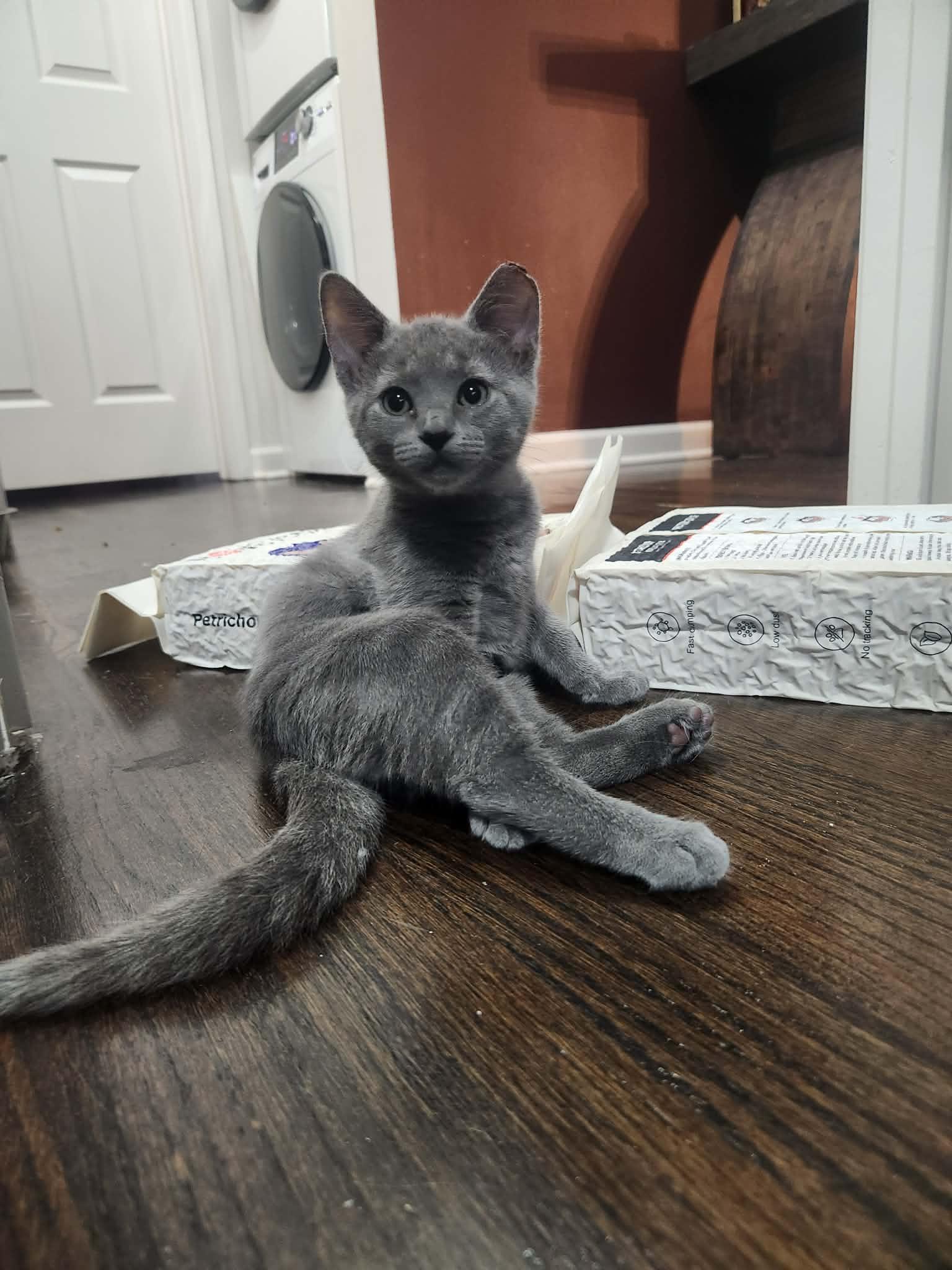 Enlarge Remy and Rosita are waiting for you, a Adoptable Russian Blue in Charlotte, NC image 5/6