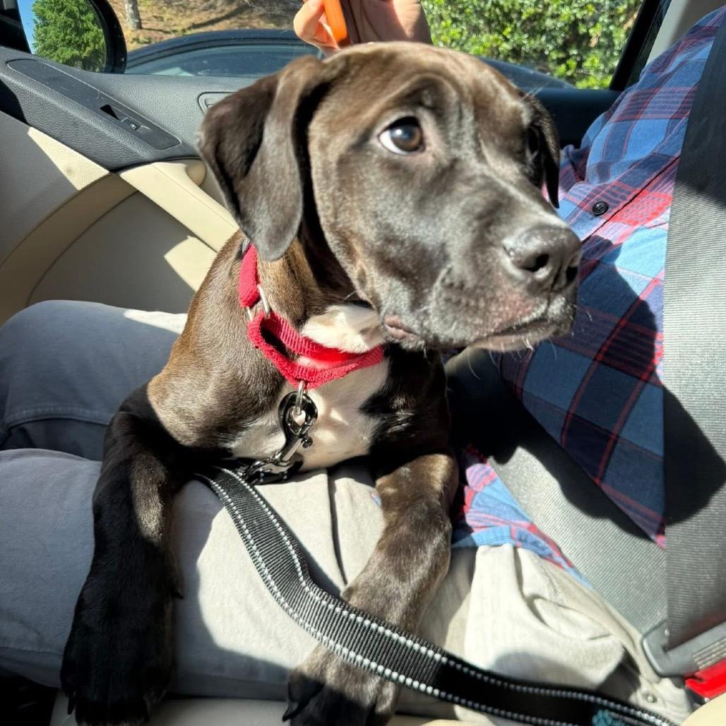 Enlarge Cricket, a Adoptable mixed breed in Fayetteville, GA image 2/6