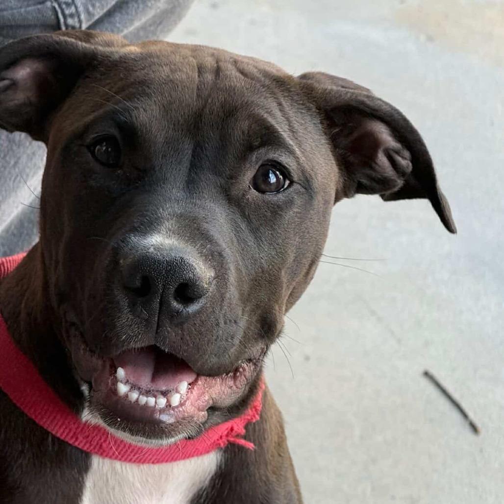 Cricket, Adoptable, Young Female Boxer & Pit Bull Terrier.