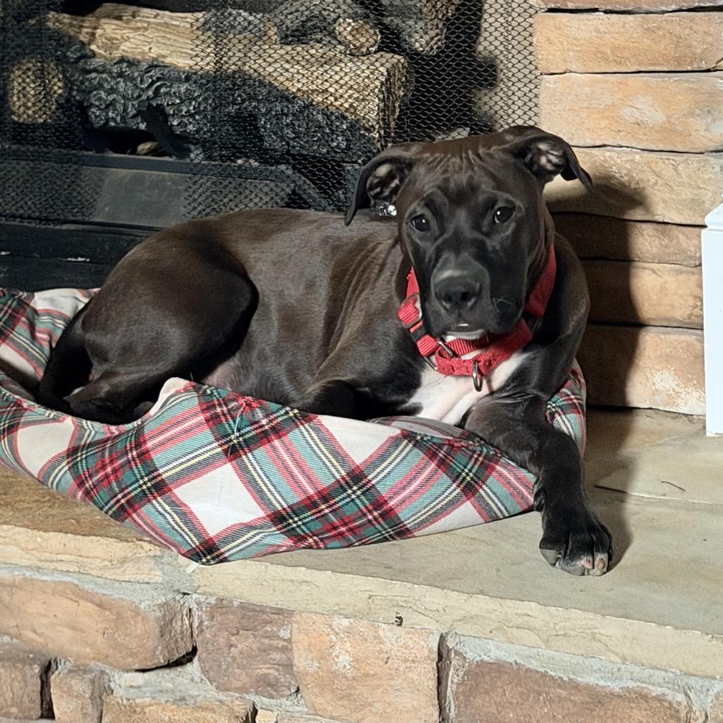 Enlarge Cricket, a Adoptable mixed breed in Fayetteville, GA image 3/6