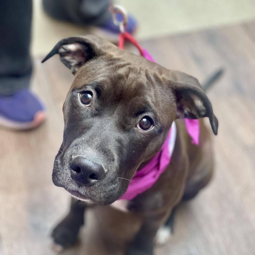 Enlarge Cricket, a Adoptable mixed breed in Fayetteville, GA image 4/6