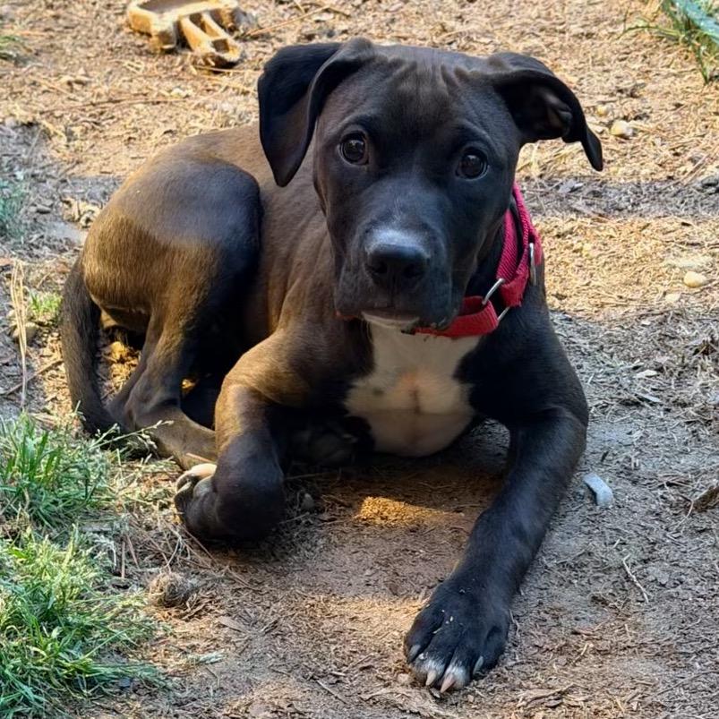 Enlarge Cricket, a Adoptable mixed breed in Fayetteville, GA image 5/6