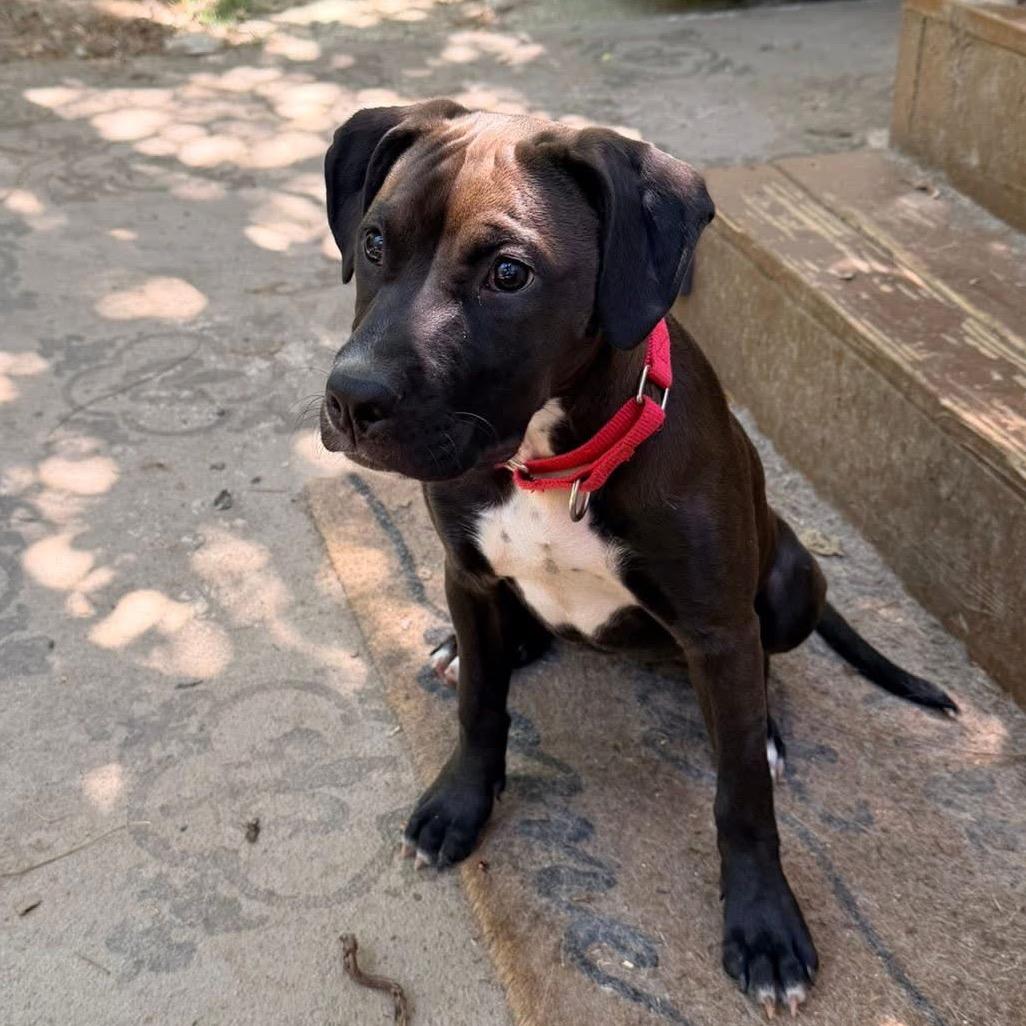 Enlarge Cricket, a Adoptable mixed breed in Fayetteville, GA image 6/6