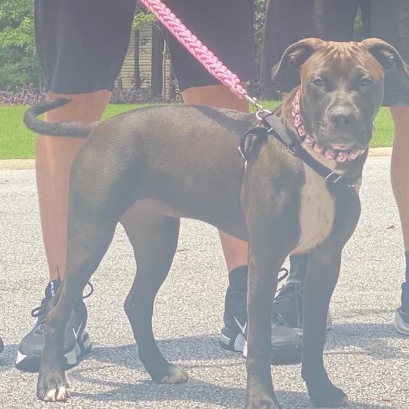 Cricket, a Adoptable mixed breed in Fayetteville, GA image 5/6