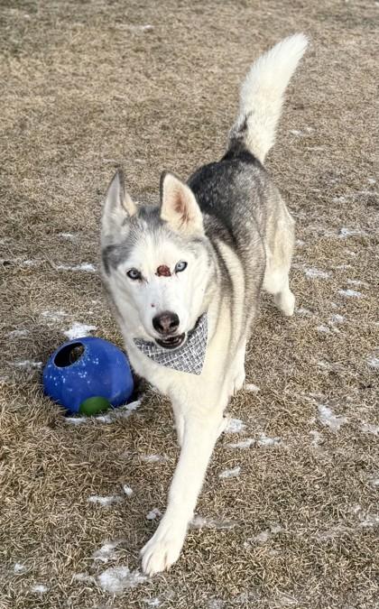 Enlarge Pearl, an adopted Husky in Hamilton, MT image 4/5