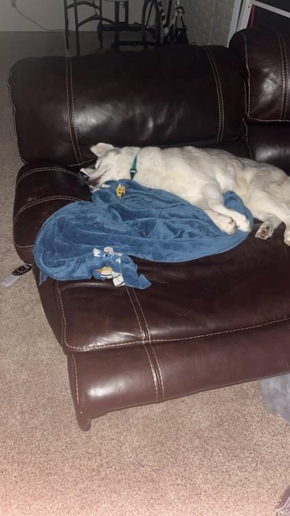 Enlarge Pearl, an adopted Husky in Hamilton, MT image 5/5