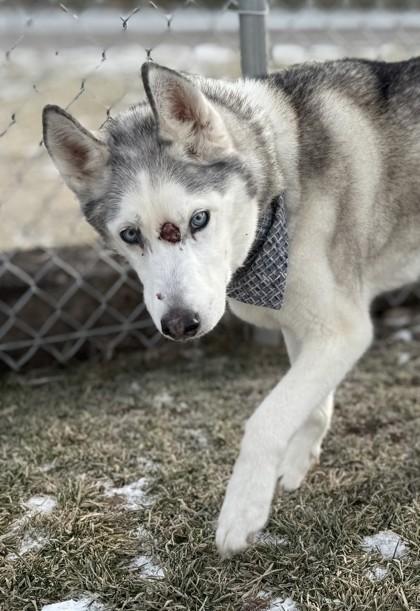Enlarge Pearl, an adopted Husky in Hamilton, MT image 3/5
