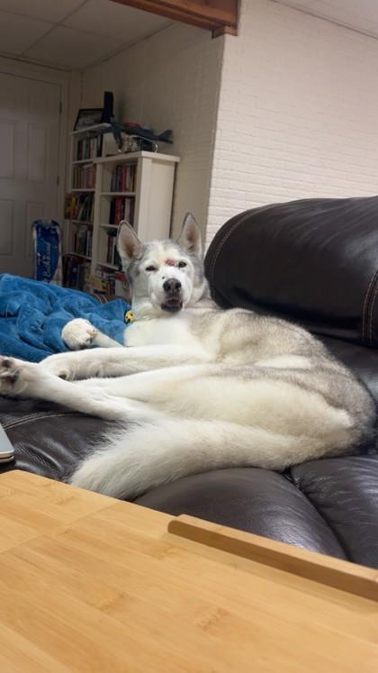 Pearl, adopted, Senior Female Husky.