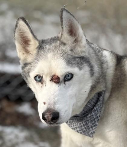 Enlarge Pearl, an adopted Husky in Hamilton, MT image 2/5