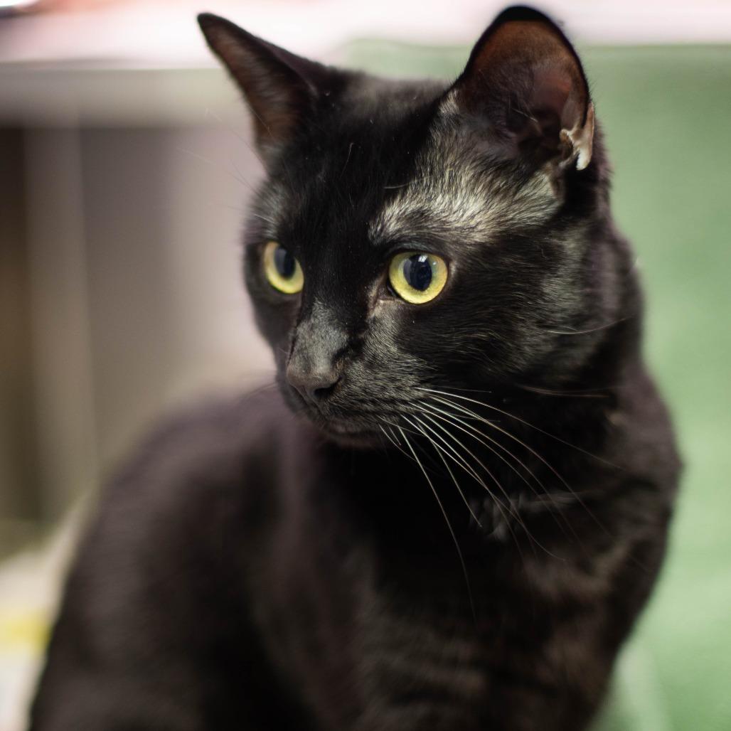 Enlarge Krobus, a Adoptable Domestic Short Hair in South Burlington, VT image 1/2
