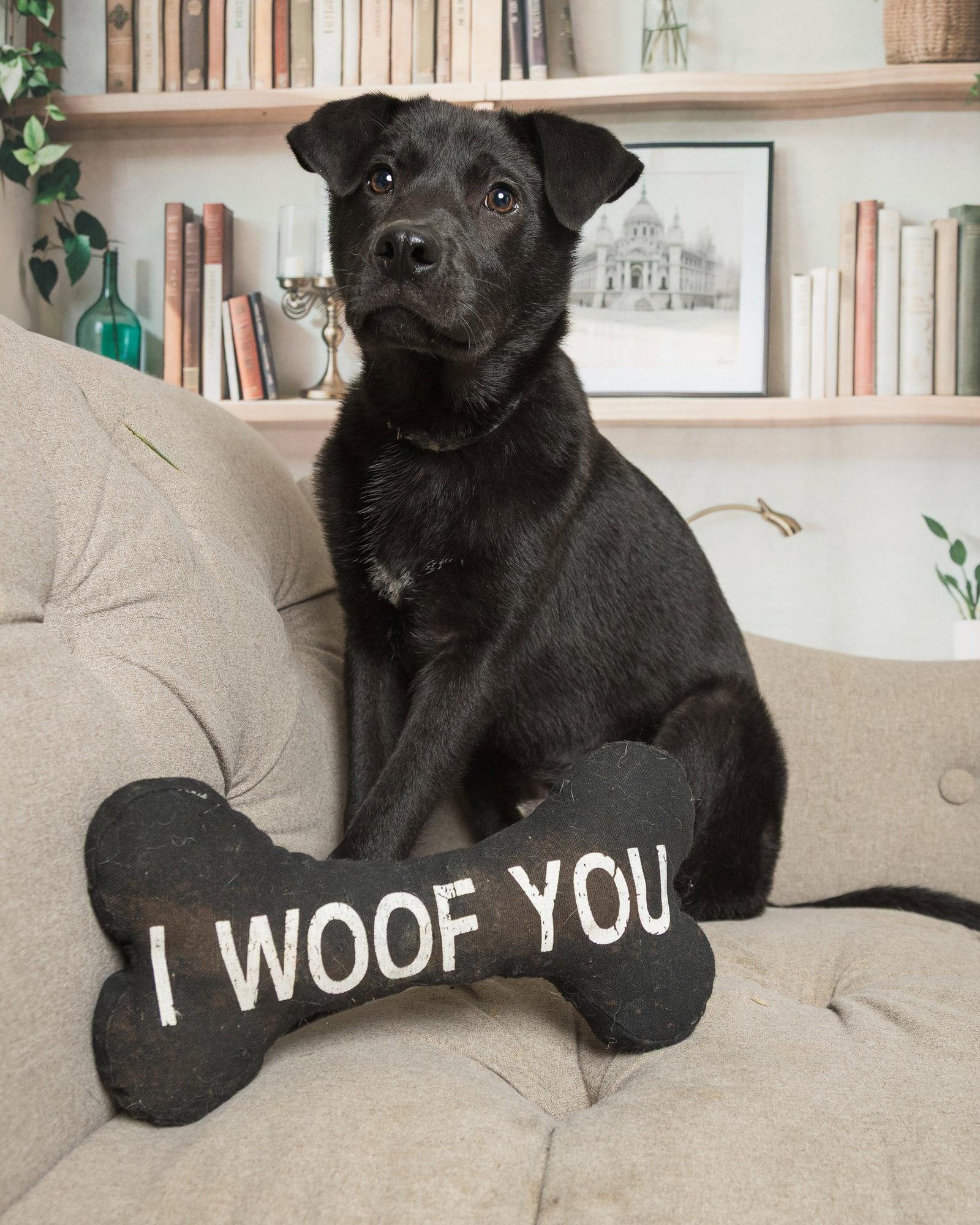 Enlarge Moose, a Adoptable mixed breed in Fort Thomas, KY image 1/3