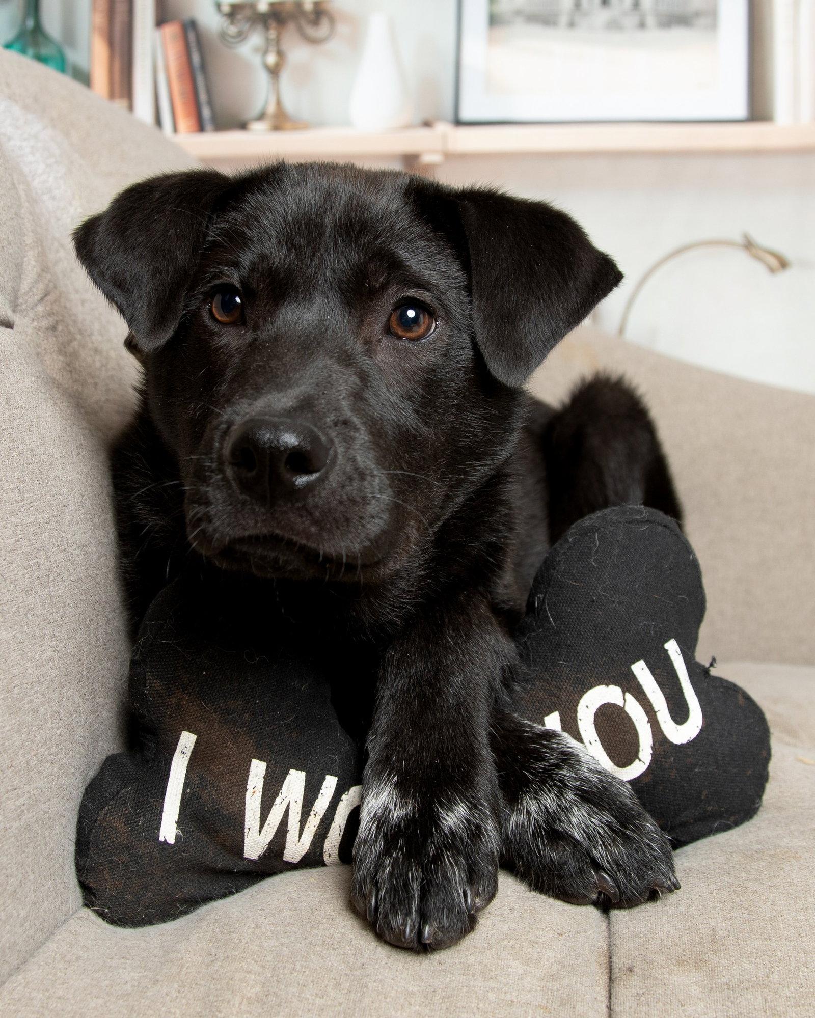 Enlarge Moose, a Adoptable mixed breed in Fort Thomas, KY image 2/3