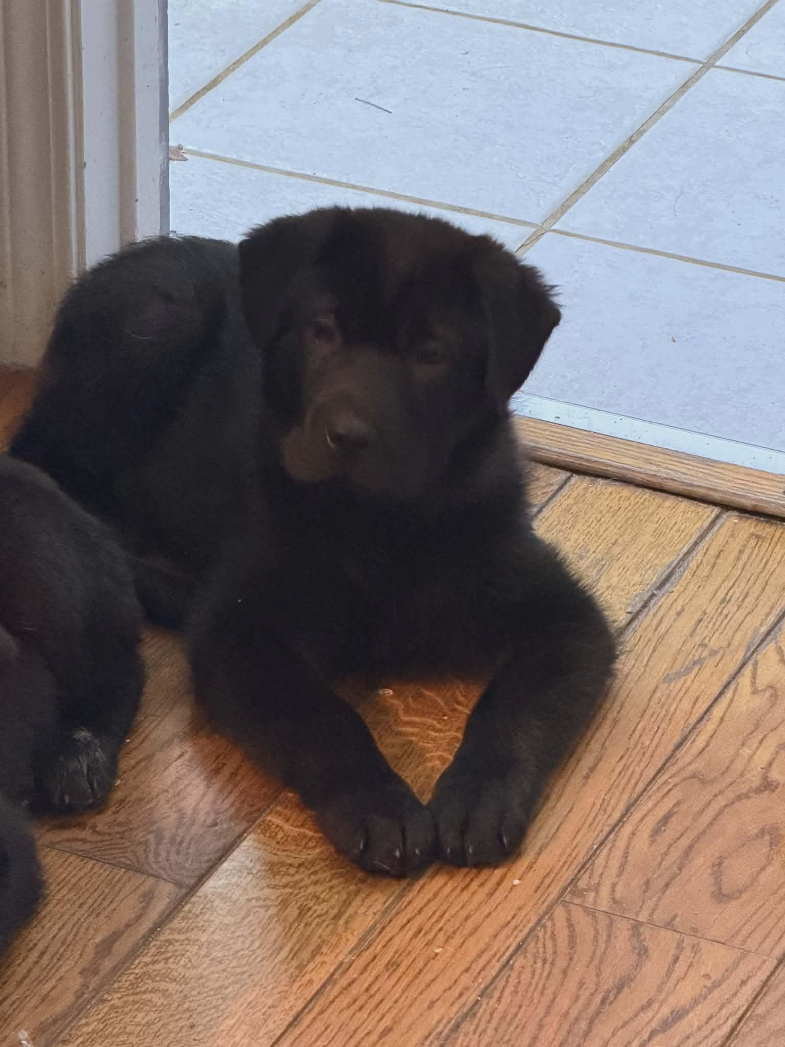 Enlarge Moose, a Adoptable mixed breed in Fort Thomas, KY image 1/3