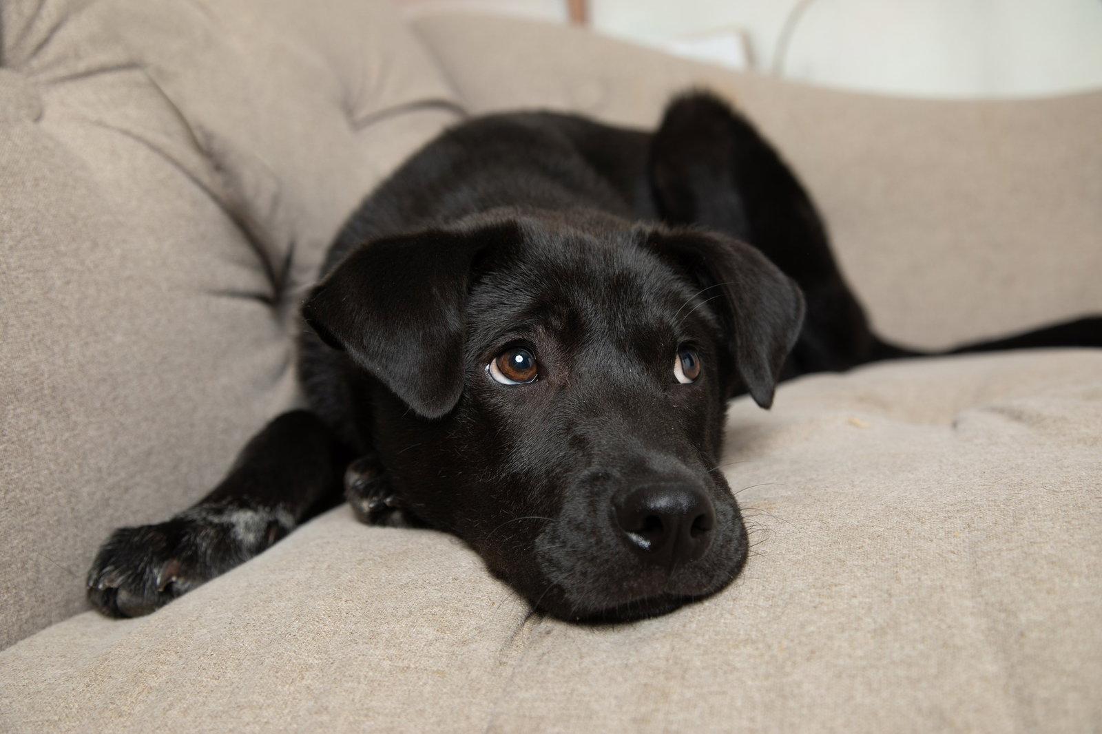 Enlarge Moose, a Adoptable mixed breed in Fort Thomas, KY image 3/3