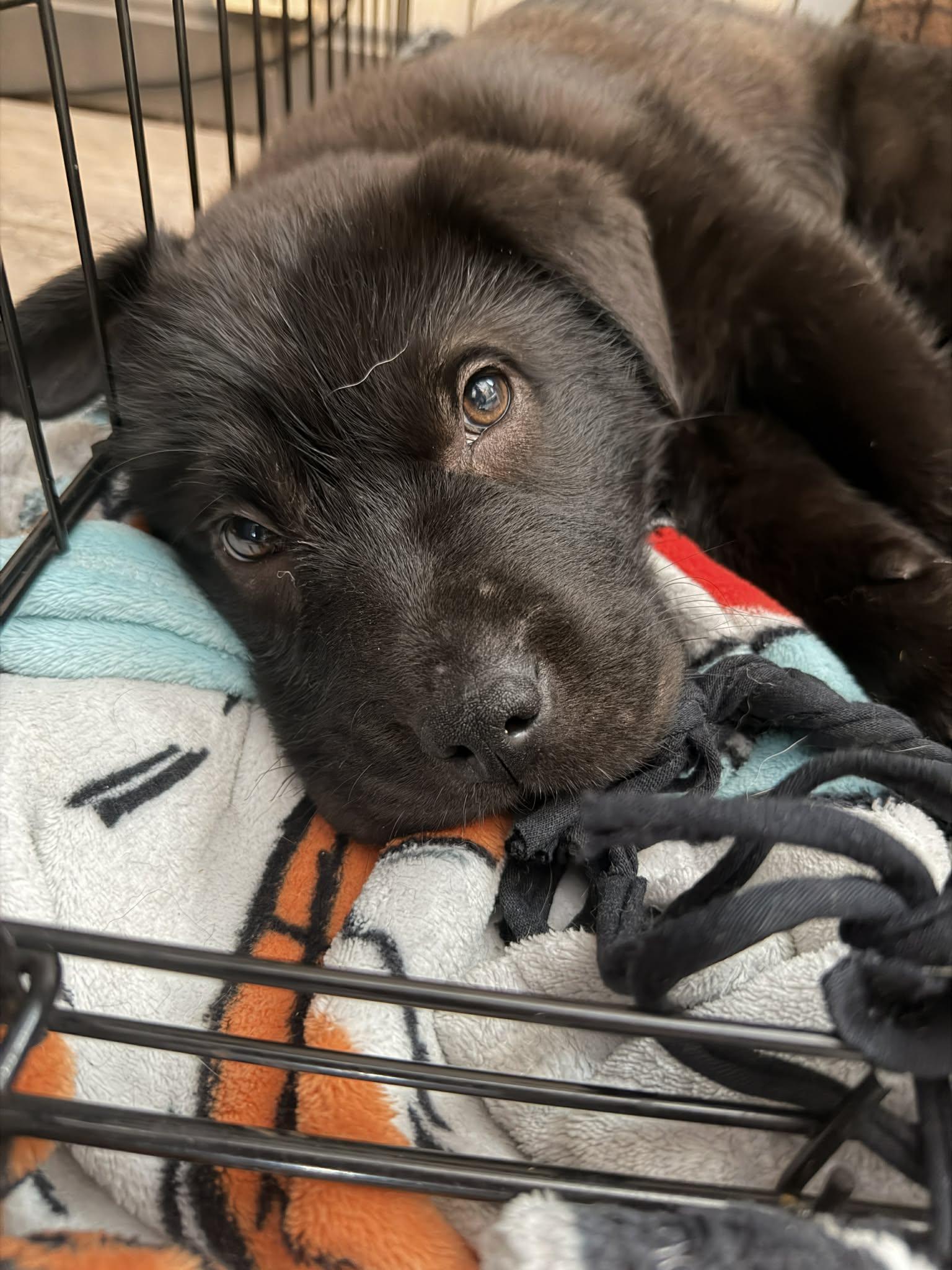 Enlarge Moose, a Adoptable mixed breed in Fort Thomas, KY image 2/3