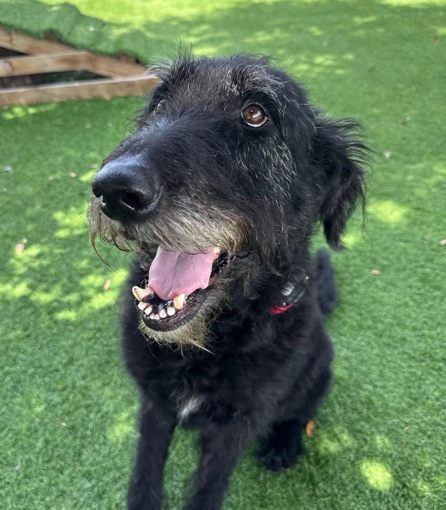 TJ (TOMMIE JOE), Adoptable, Adult Male Mixed Breed.
