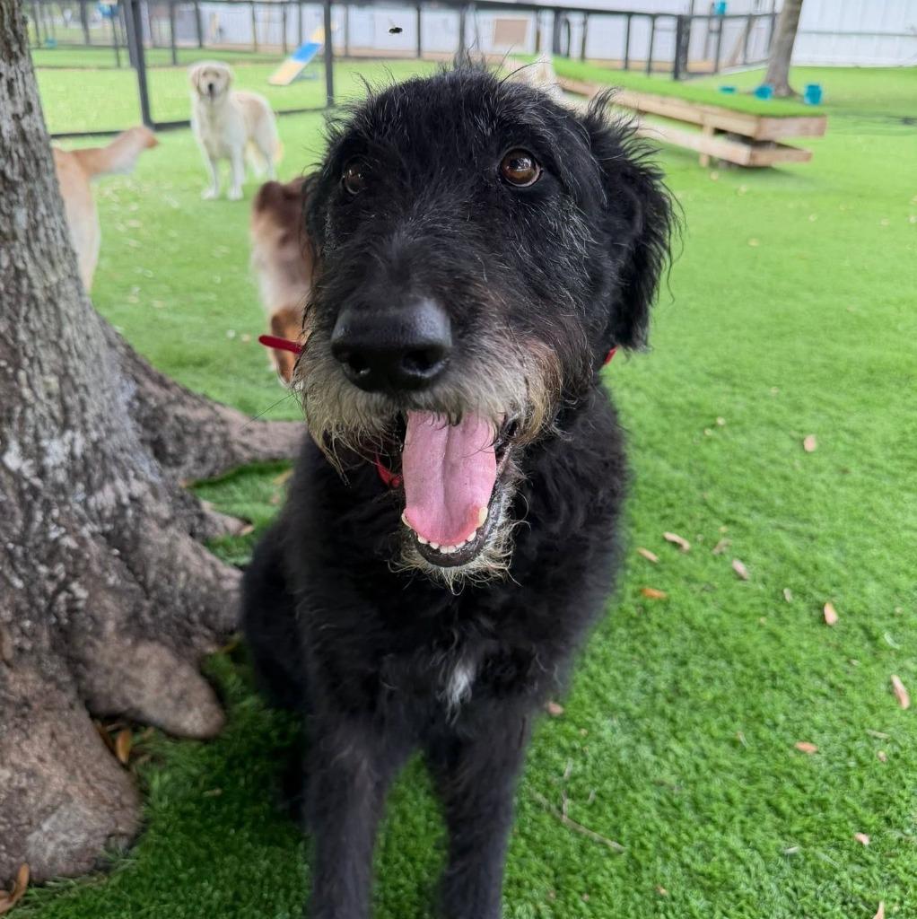 Enlarge TJ (TOMMIE JOE), a Adoptable mixed breed in Palm City, FL image 2/3