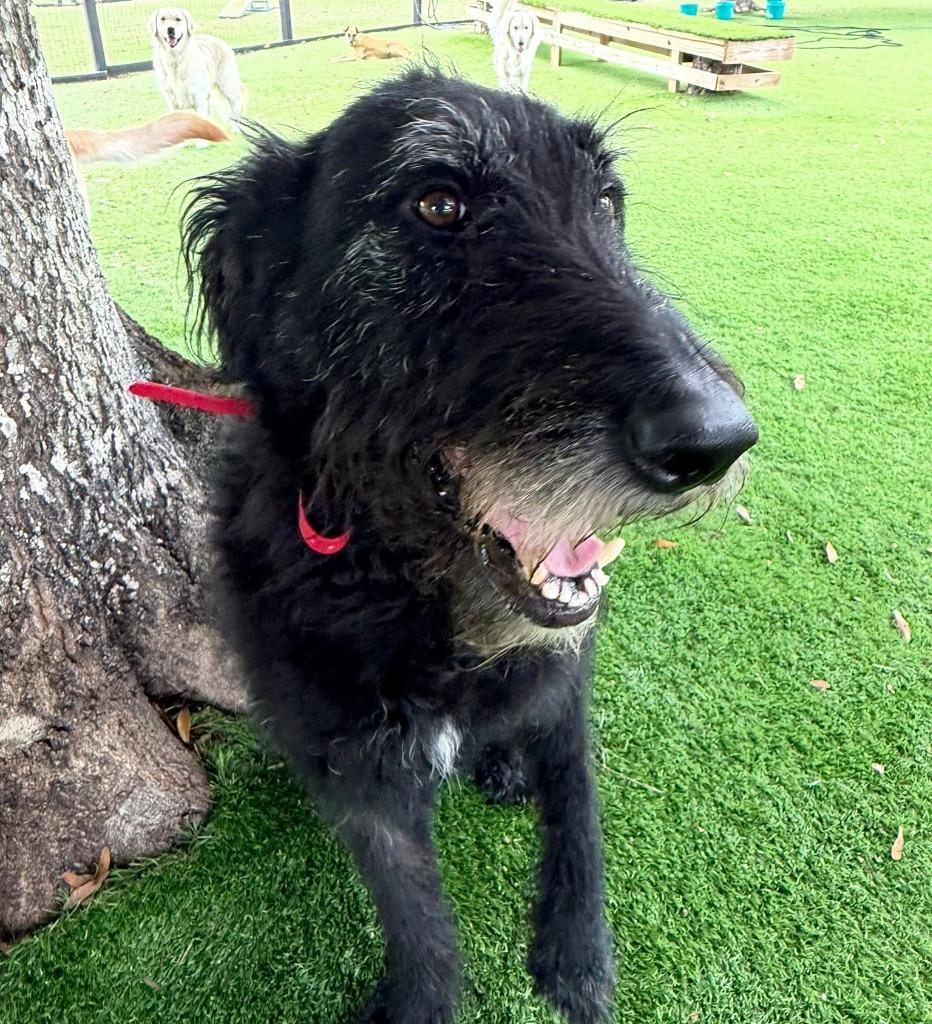 Enlarge TJ (TOMMIE JOE), a Adoptable mixed breed in Palm City, FL image 3/3