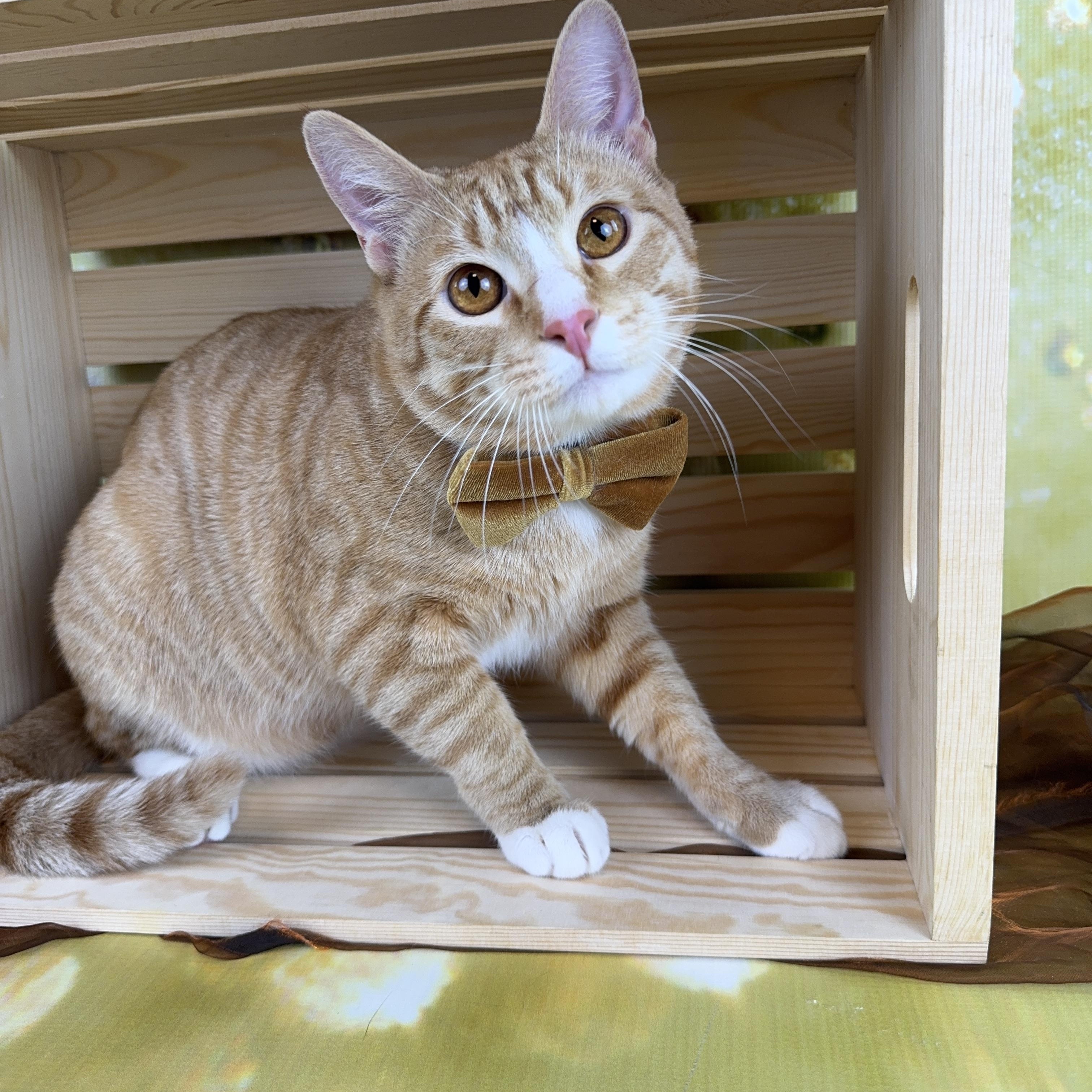 Ernie, ADOPTABLE, Young Male Tabby.