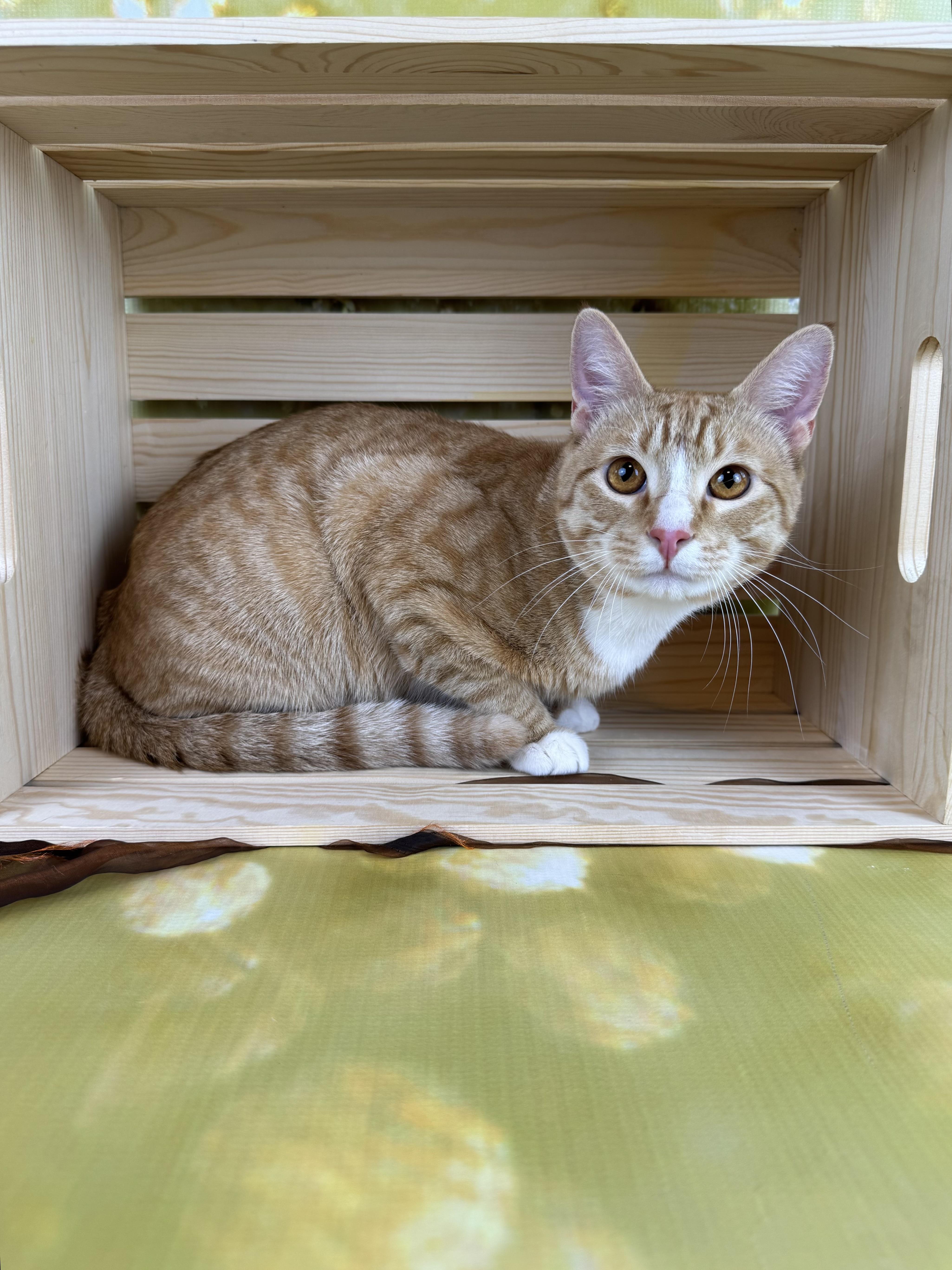 Enlarge Ernie, a ADOPTABLE Tabby in Houston, TX image 3/6
