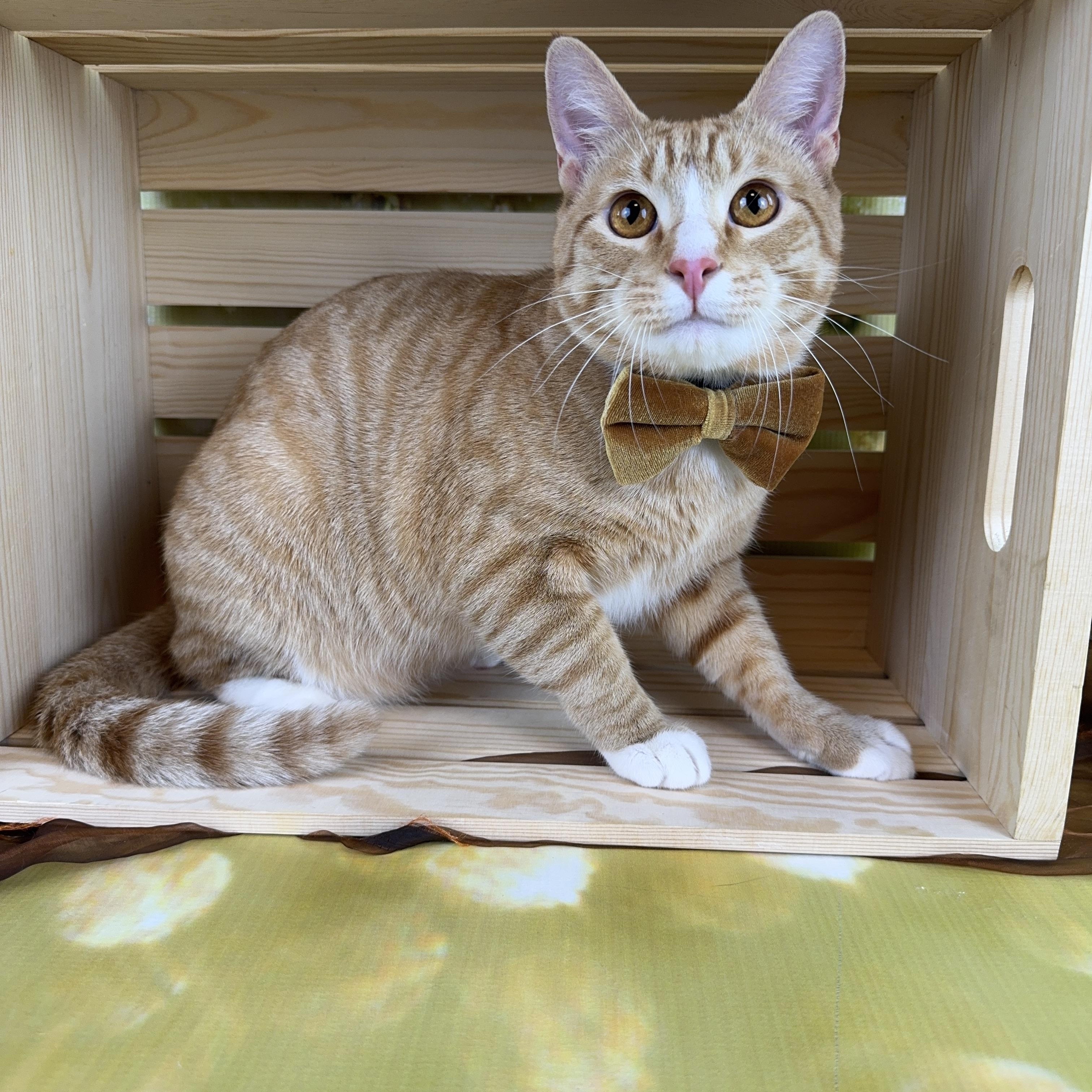 Enlarge Ernie, a ADOPTABLE Tabby in Houston, TX image 5/6