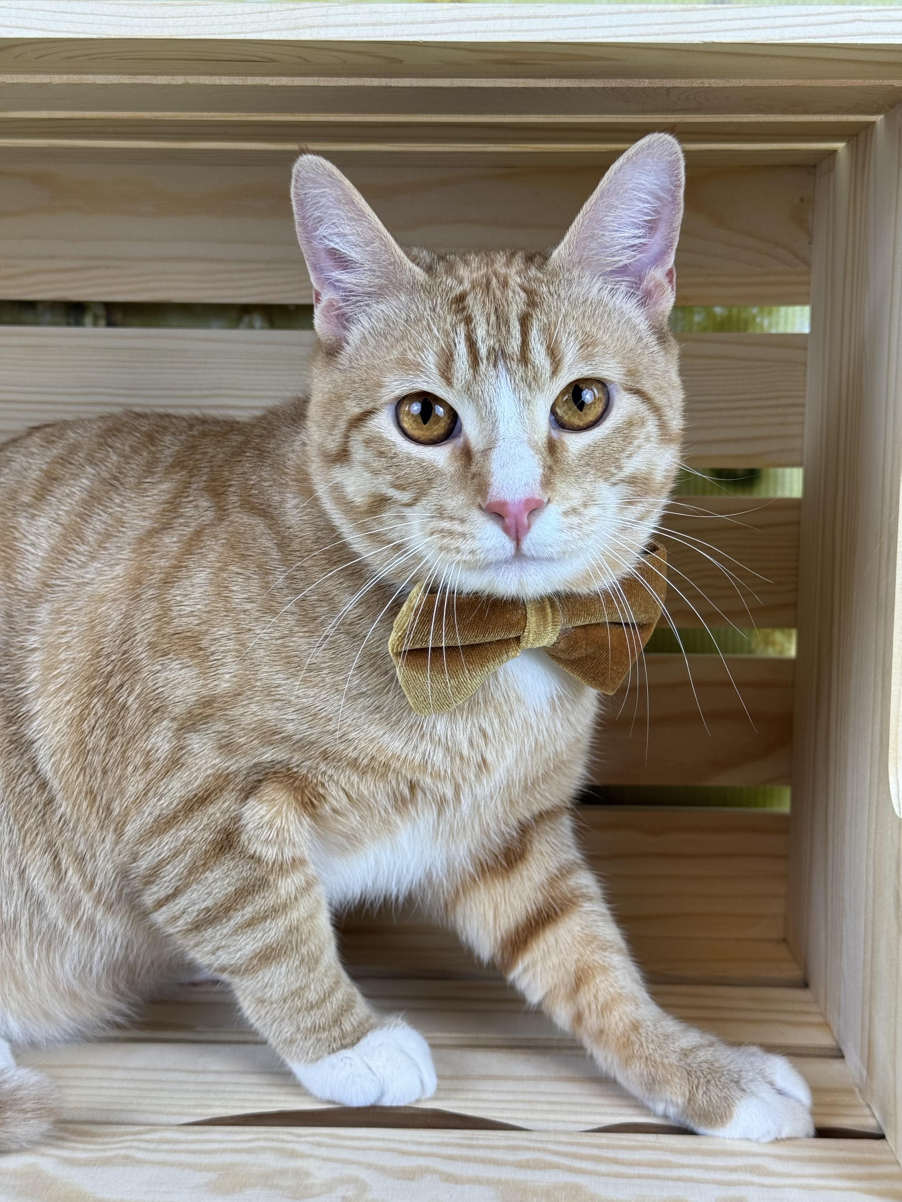Enlarge Ernie, a ADOPTABLE Tabby in Houston, TX image 2/6