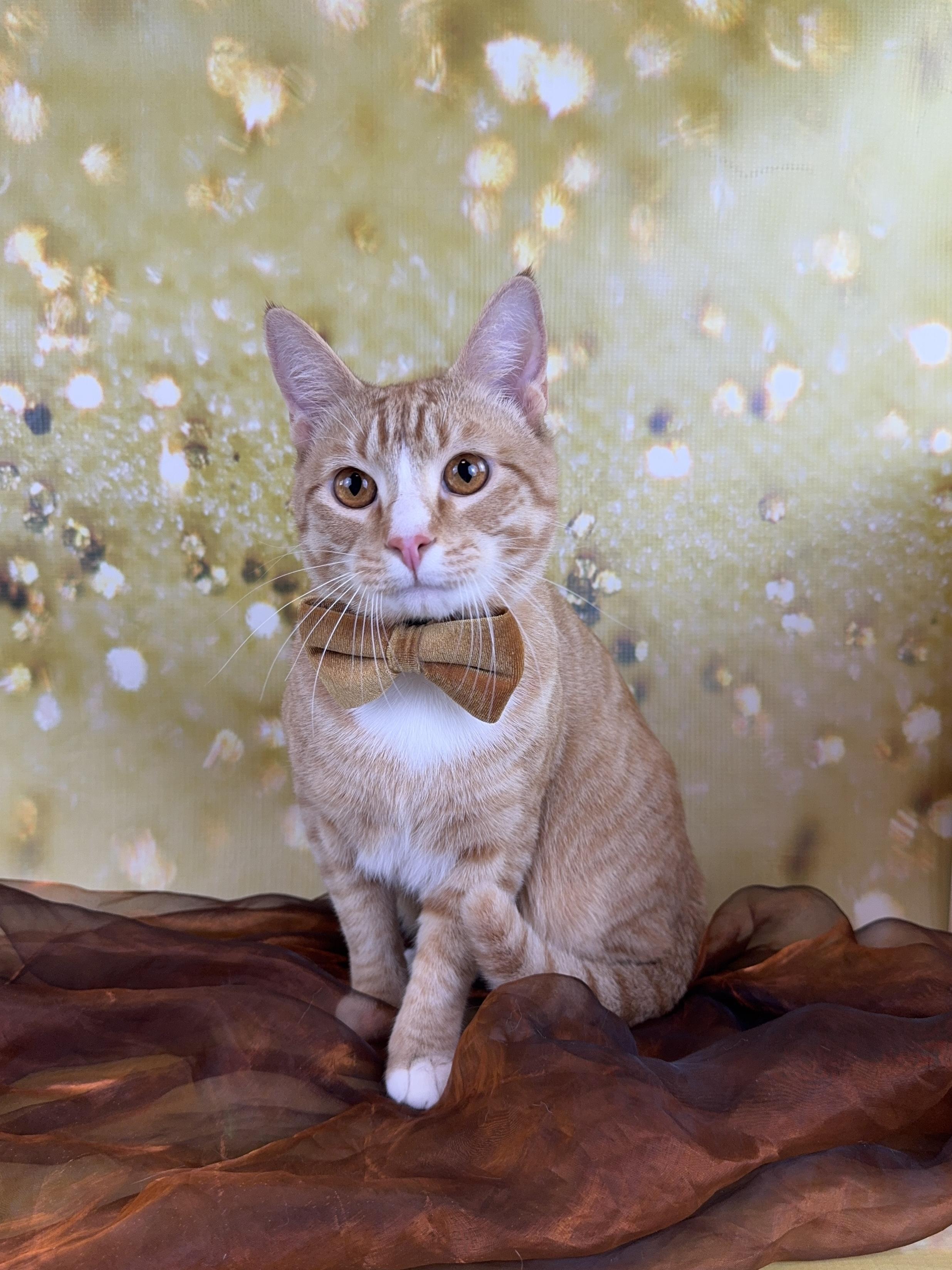 Enlarge Ernie, a ADOPTABLE Tabby in Houston, TX image 4/6