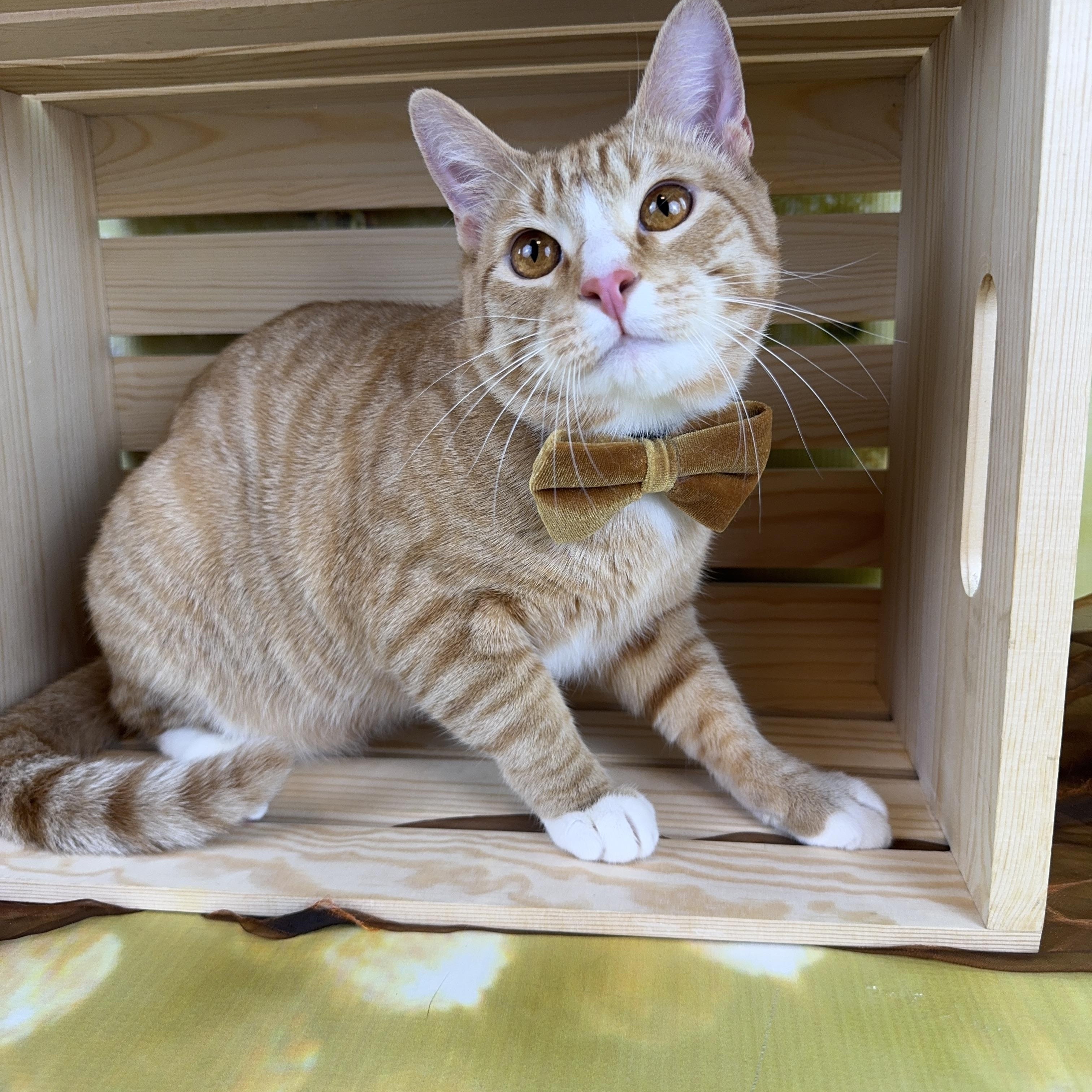 Enlarge Ernie, a ADOPTABLE Tabby in Houston, TX image 6/6