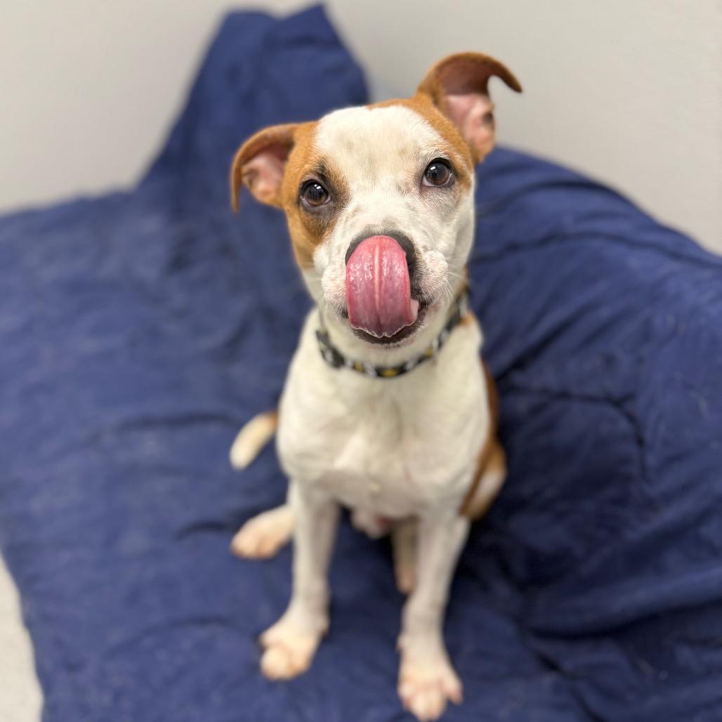 Petey, a Adoptable mixed breed in Monticello, IA image 5/6