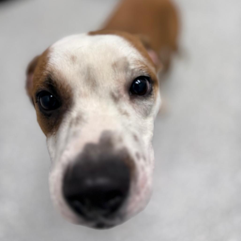 Petey, a Adoptable mixed breed in Monticello, IA image 3/6