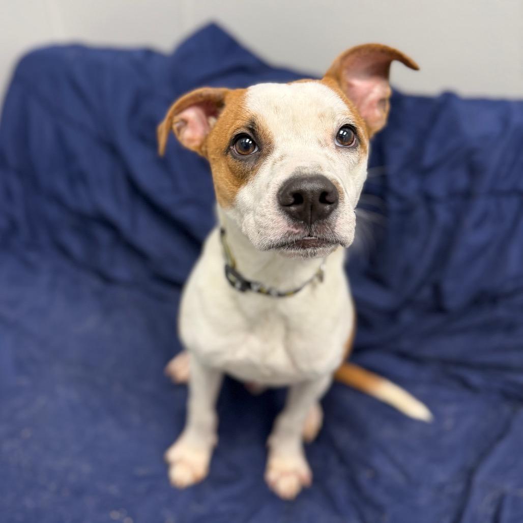 Petey, Adoptable, Young Male Labrador Retriever & Mixed Breed.