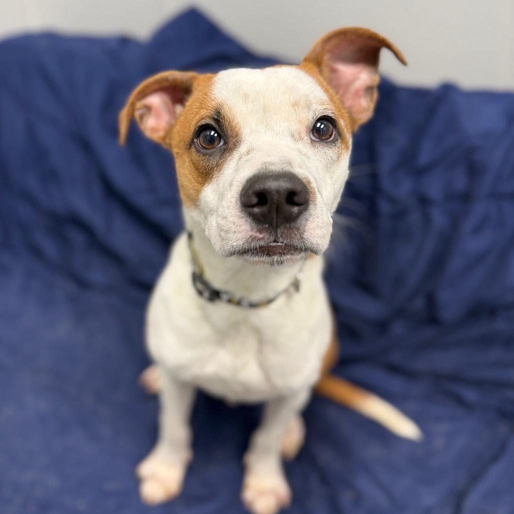 Petey, a Adoptable mixed breed in Monticello, IA image 2/6