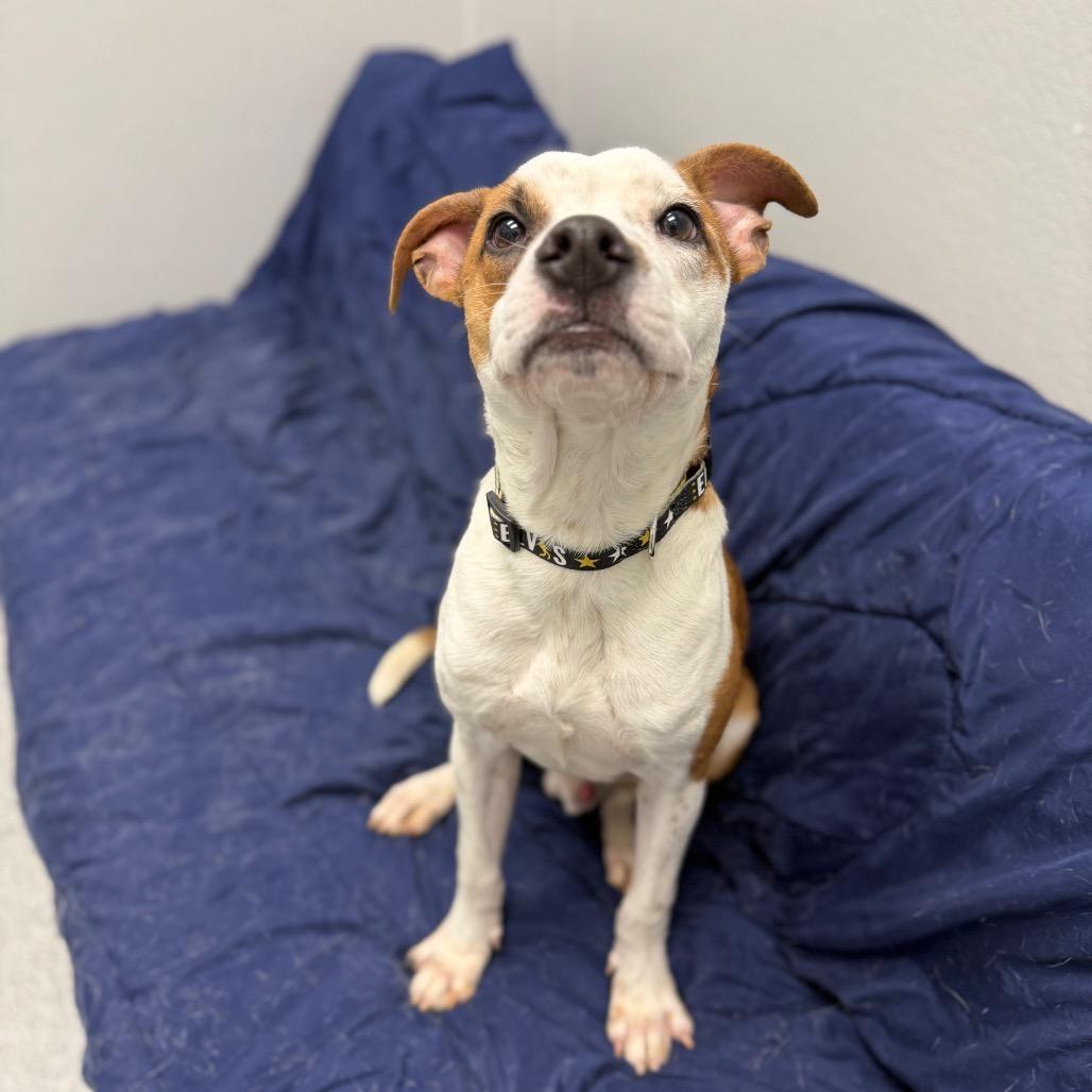 Petey, a Adoptable mixed breed in Monticello, IA image 4/6