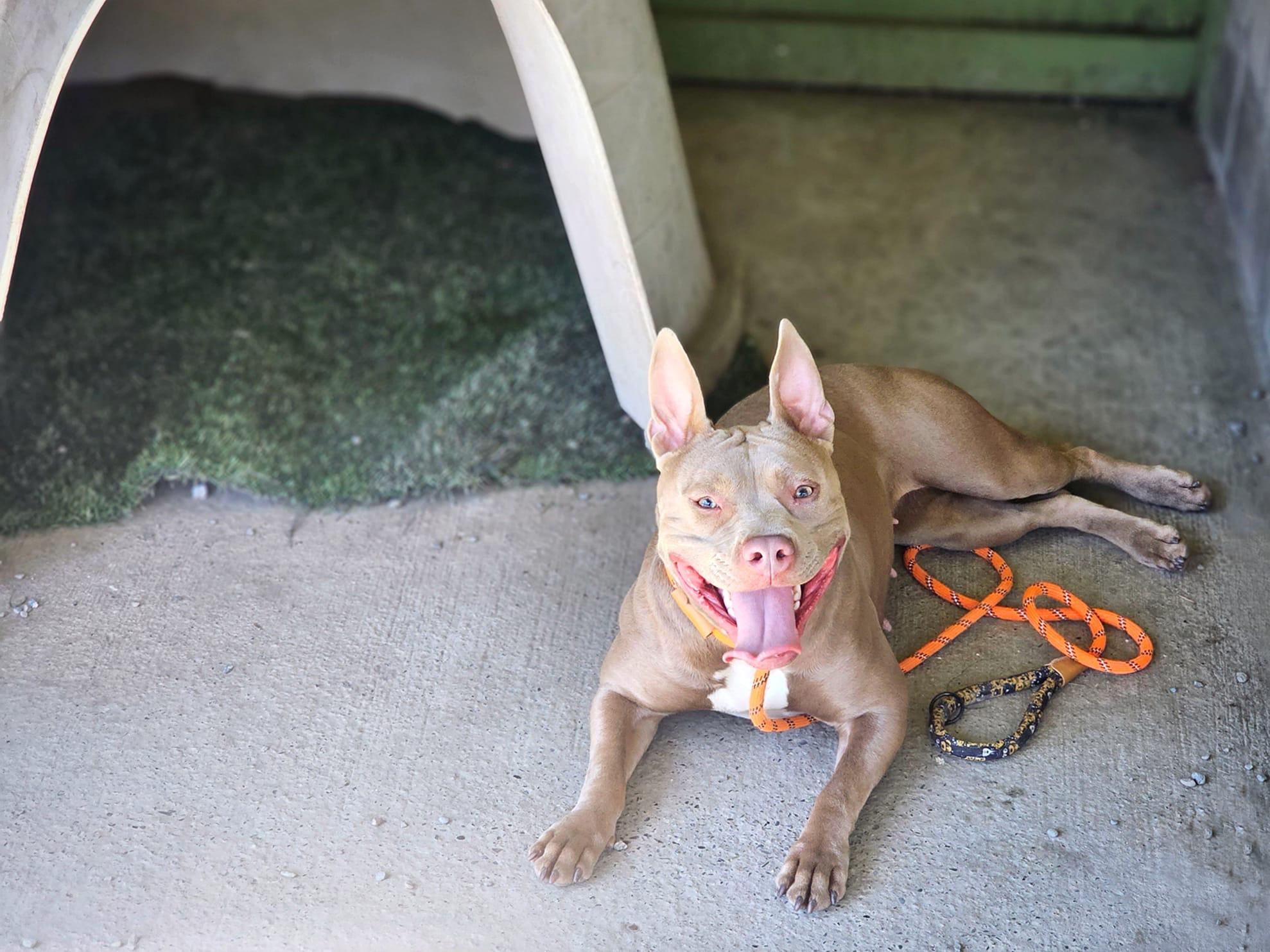 Penelope, a Adoptable mixed breed in San Jose, CA image 5/6
