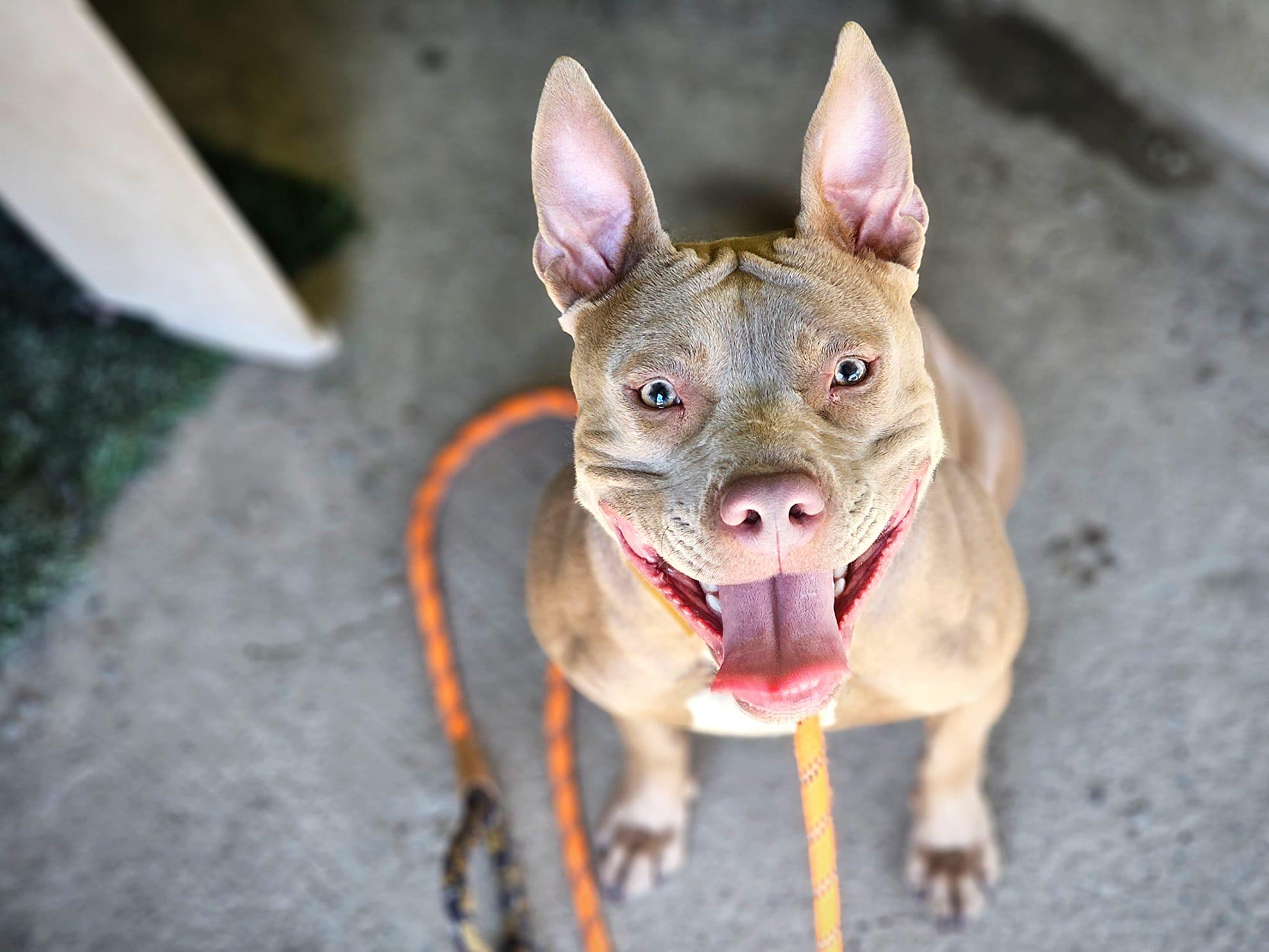 Penelope, a Adoptable mixed breed in San Jose, CA image 4/6