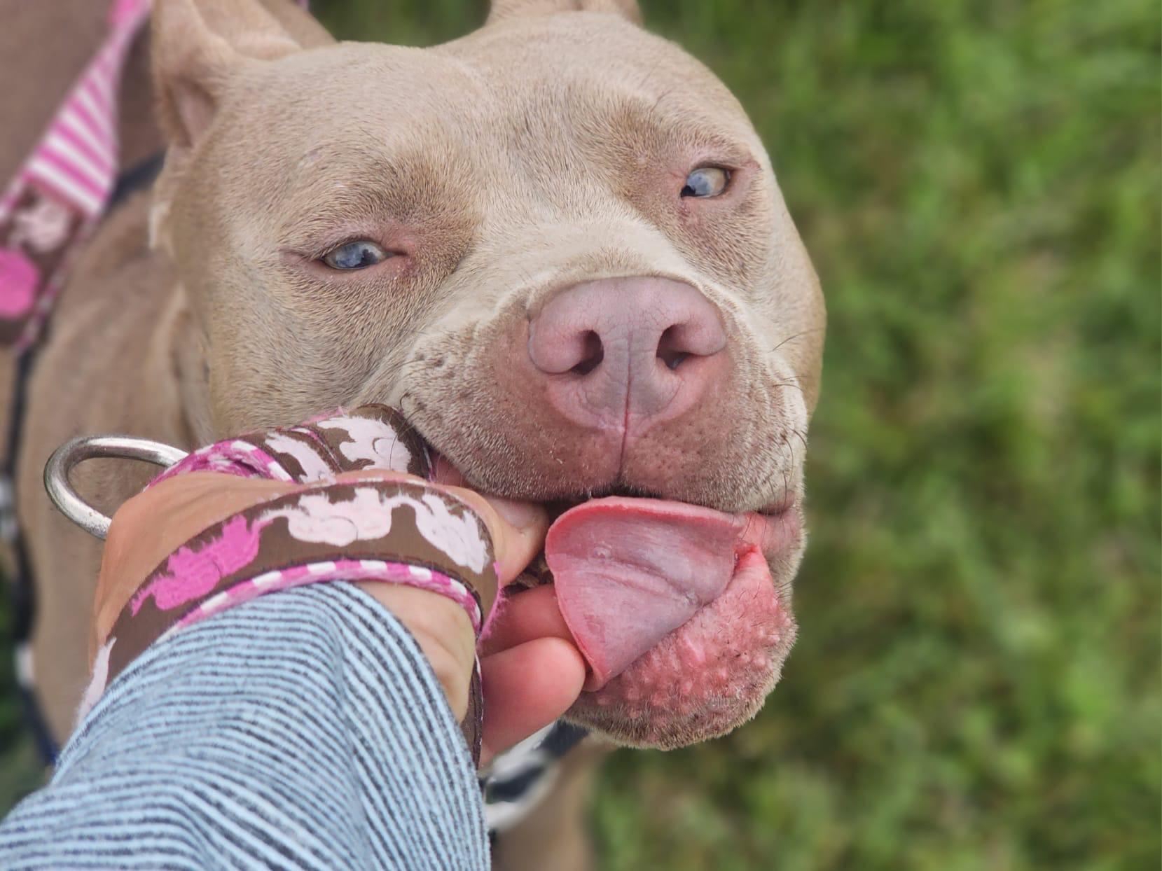 Penelope, a Adoptable mixed breed in San Jose, CA image 3/6