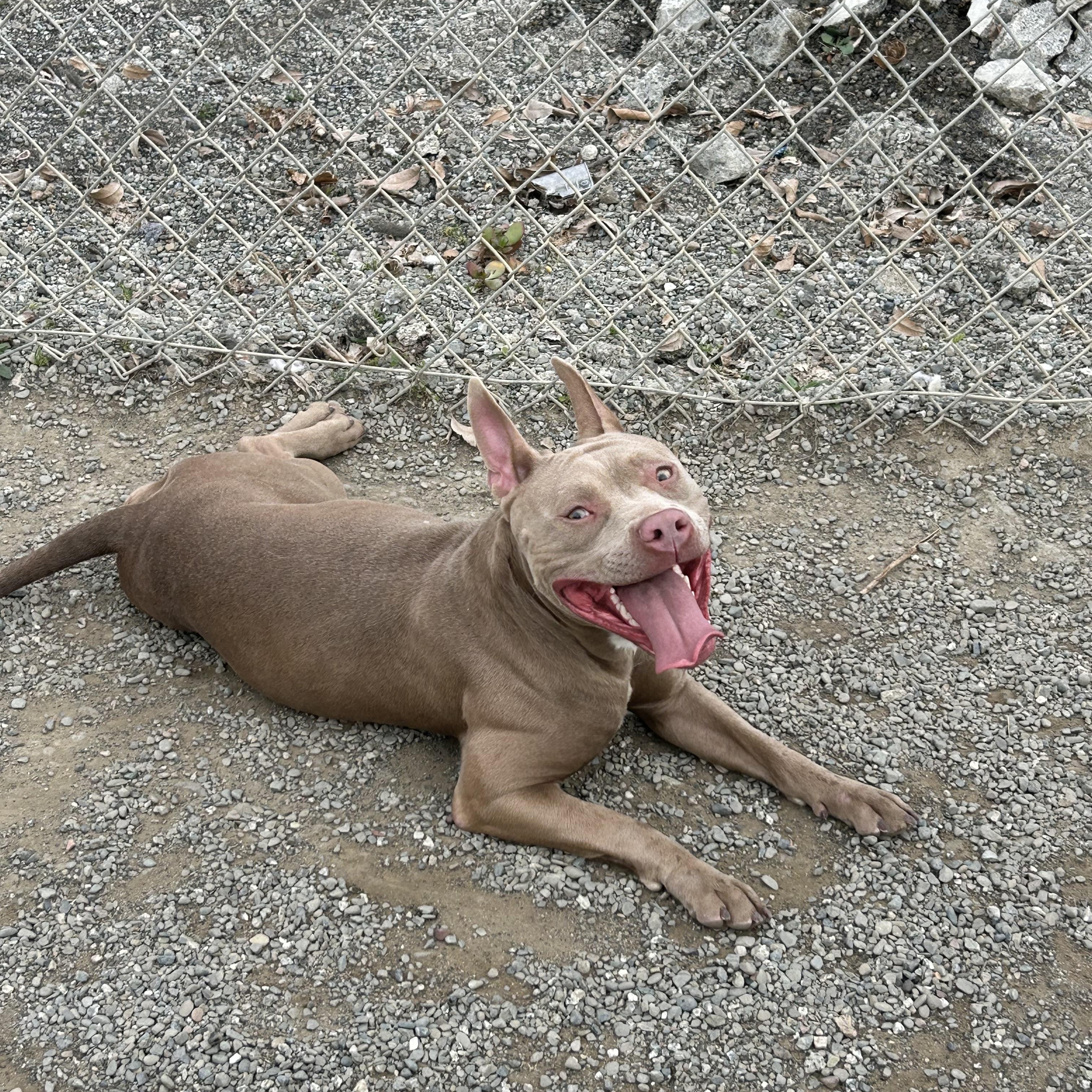 Penelope, a Adoptable mixed breed in San Jose, CA image 6/6